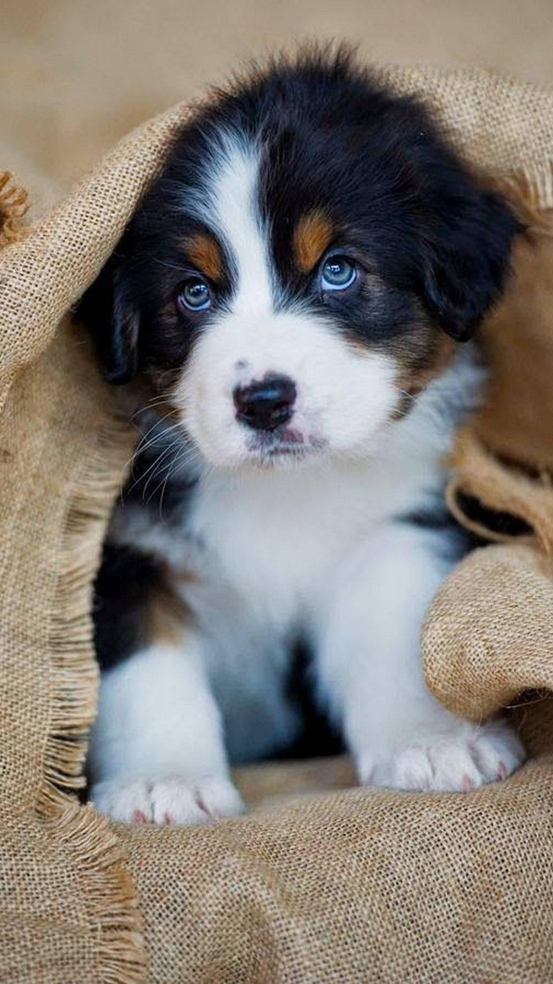 Puppy Under The Picnic Mat — 1080x1920 wallpaper