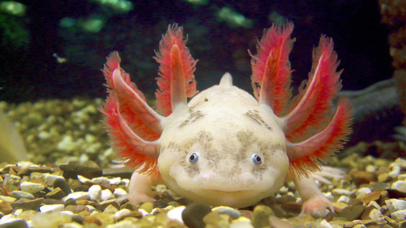 Purely Adorable Axolotl — 1600x900 wallpaper