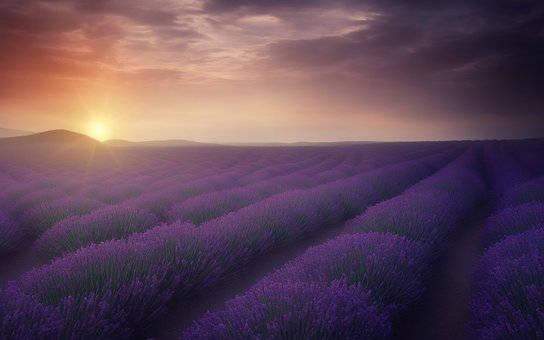 Purple Field Full Desktop Screen Hd — 544x340 wallpaper