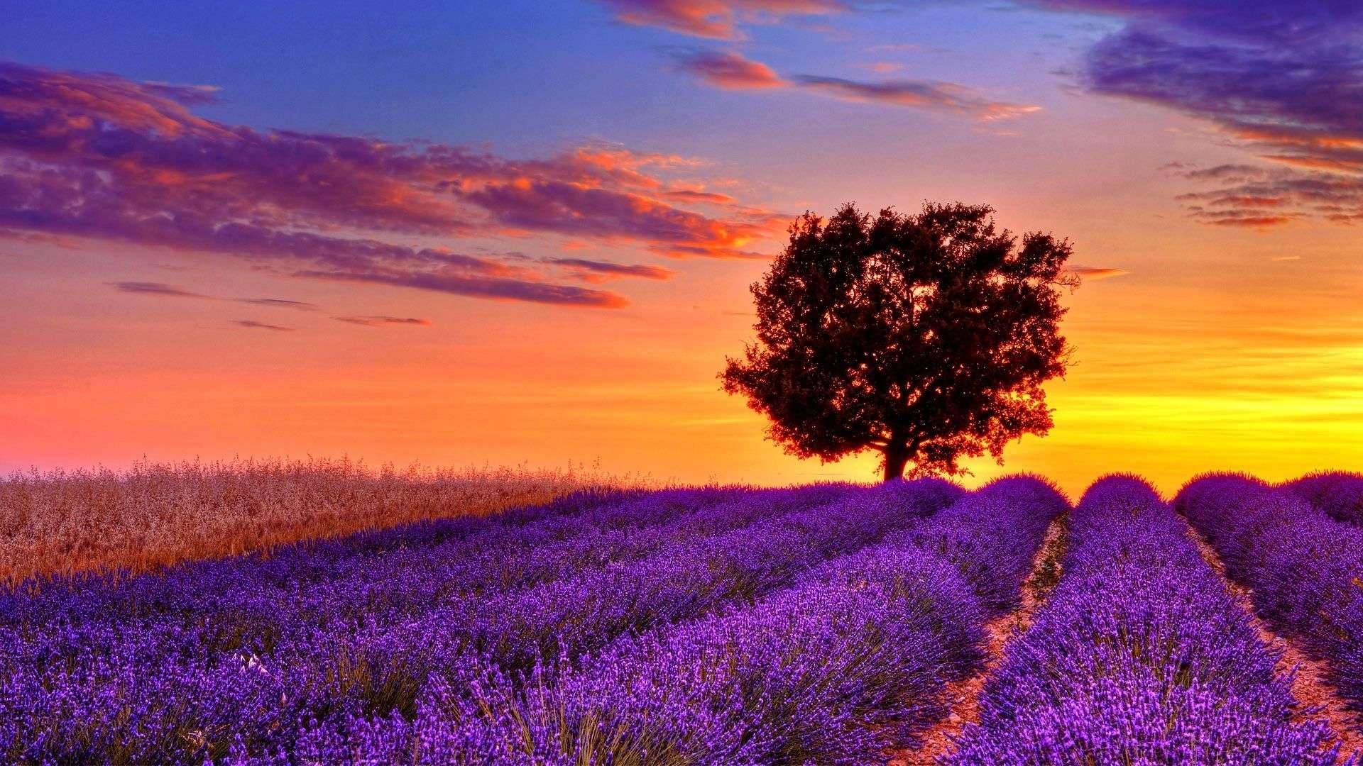 Purple Field In Full Desktop Screen Hd — 1920x1080 wallpaper