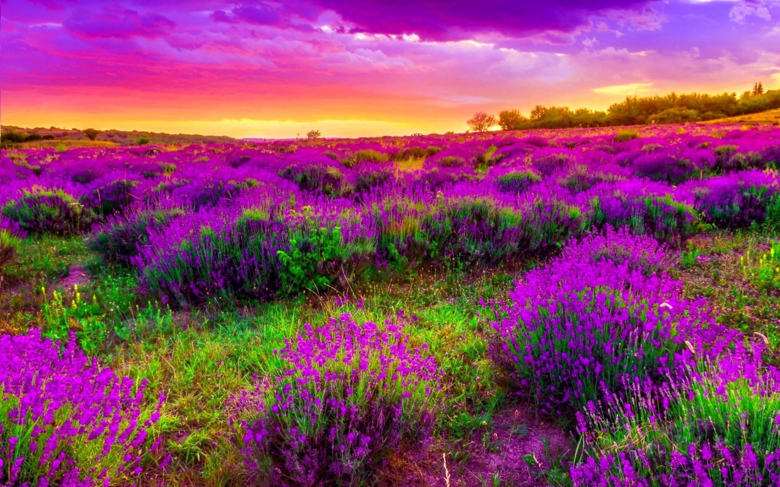 Purple Flower Field And Purple Sky Landscape Picture — 2560x1600 wallpaper