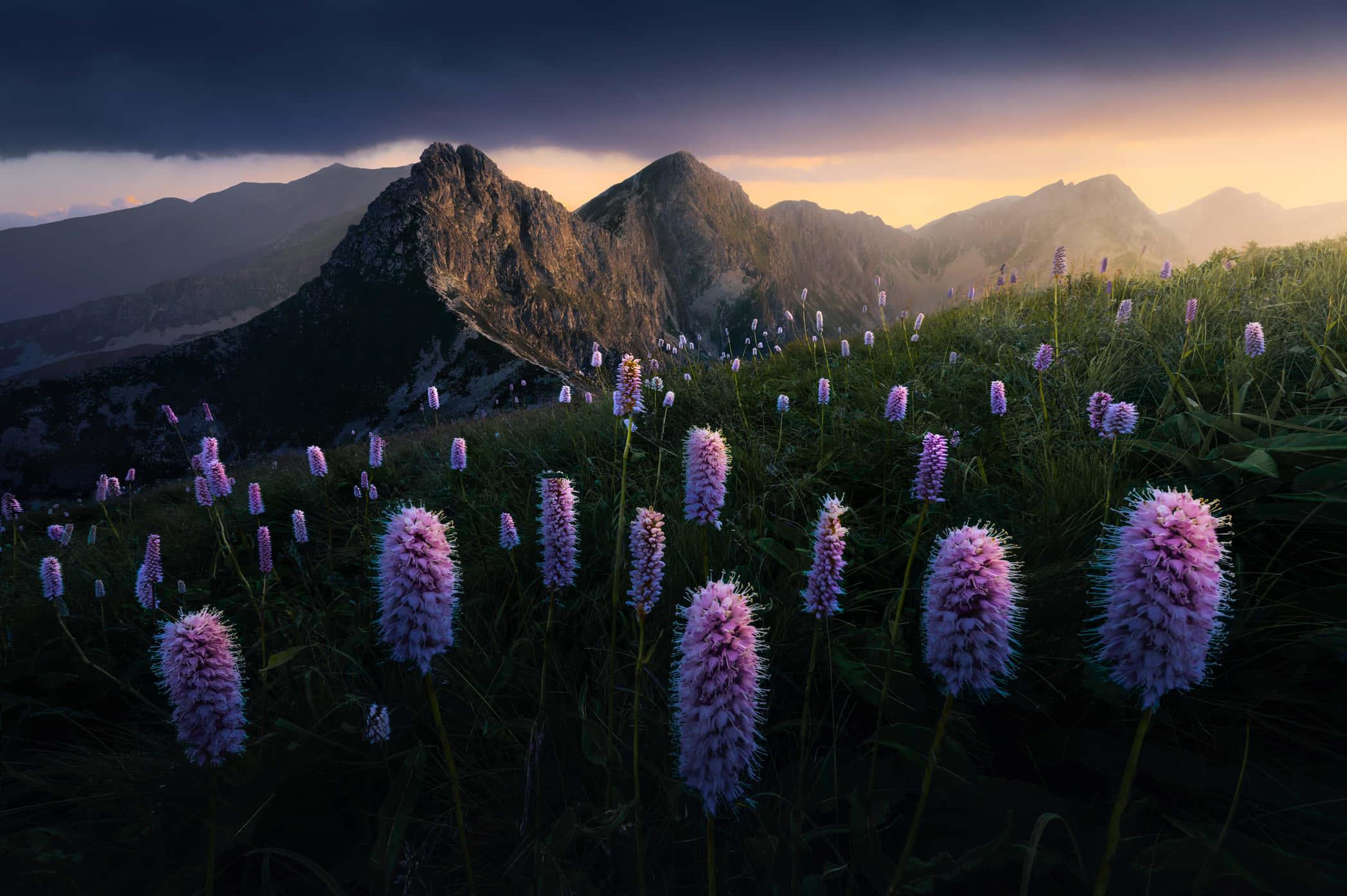 Purple Flower Nature Field Picture — 2096x1394 wallpaper