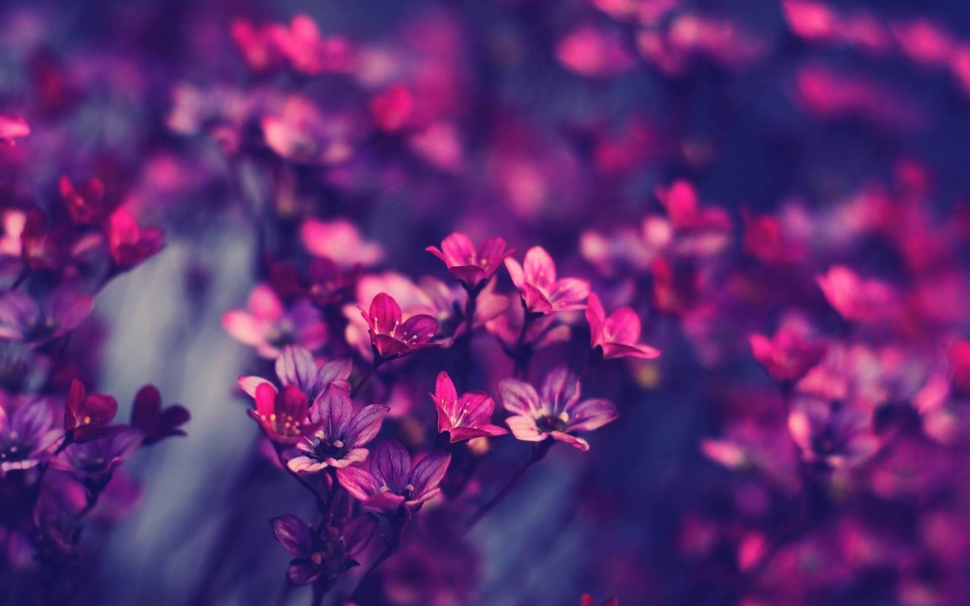 Purple Flowers Aesthetic Laptop — 1920x1200 wallpaper