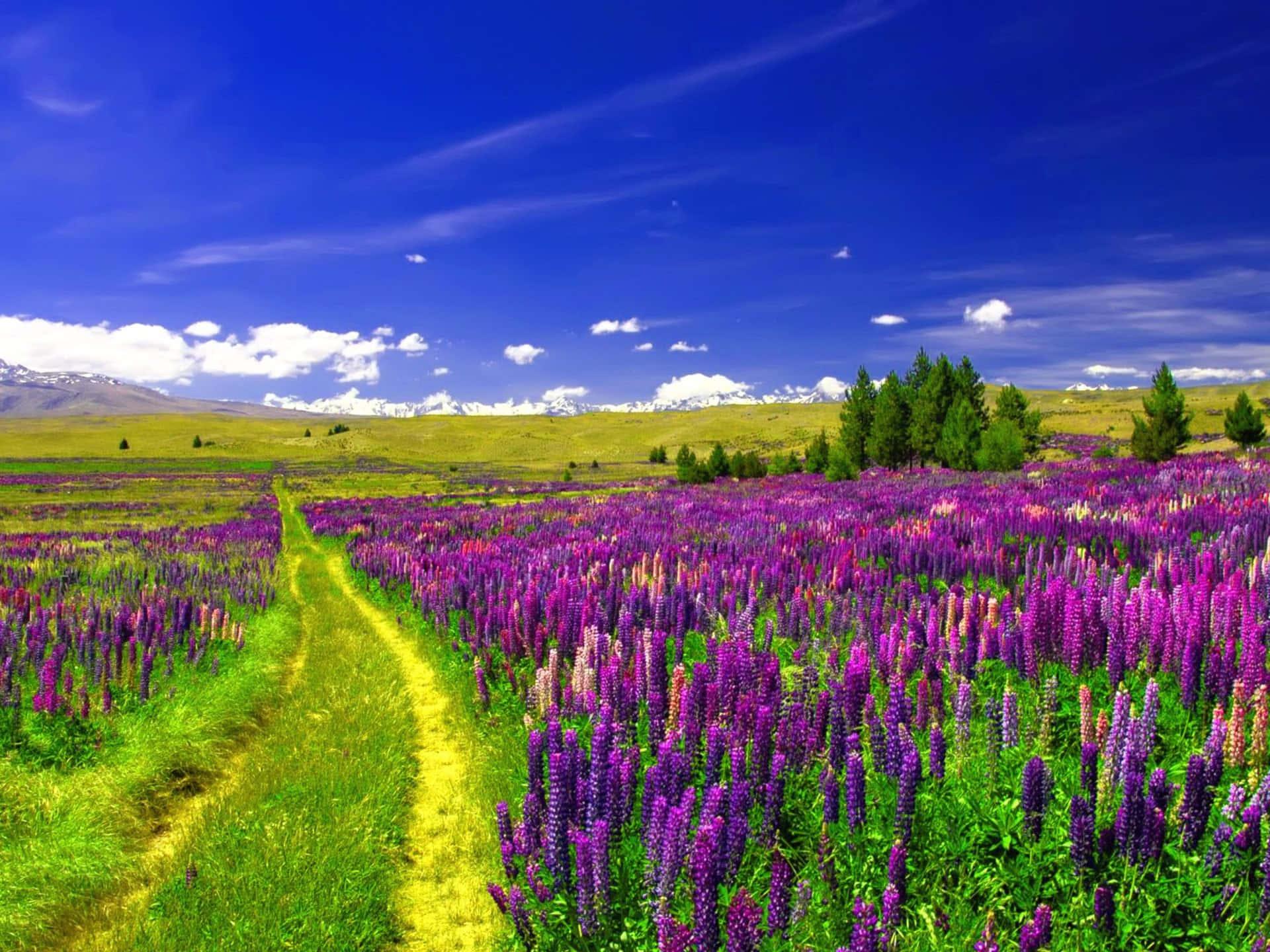 Purple Flowers On Green Field Landscape Picture — 1920x1440 wallpaper