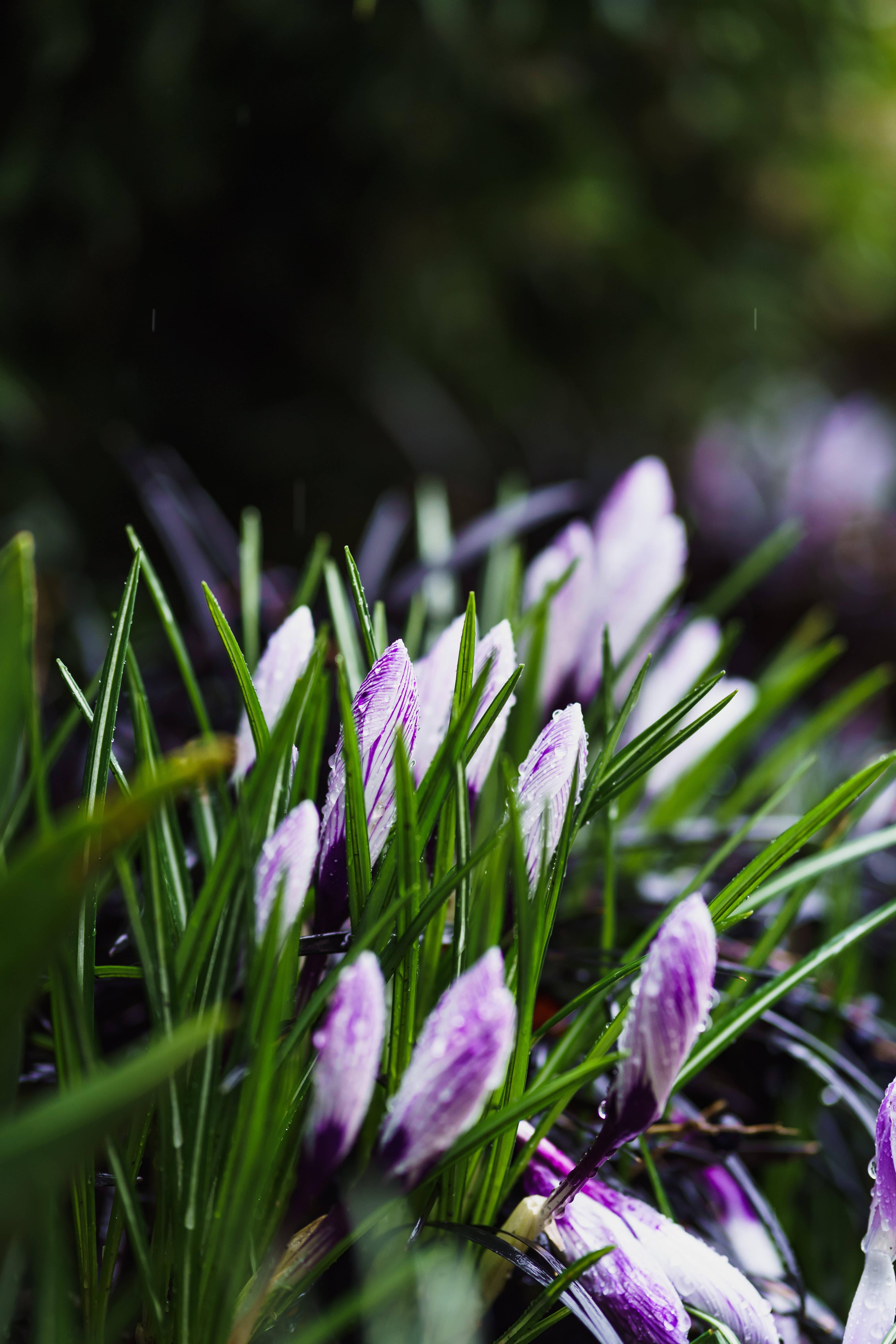 Purple Spring Flowers — 4000x6000 wallpaper