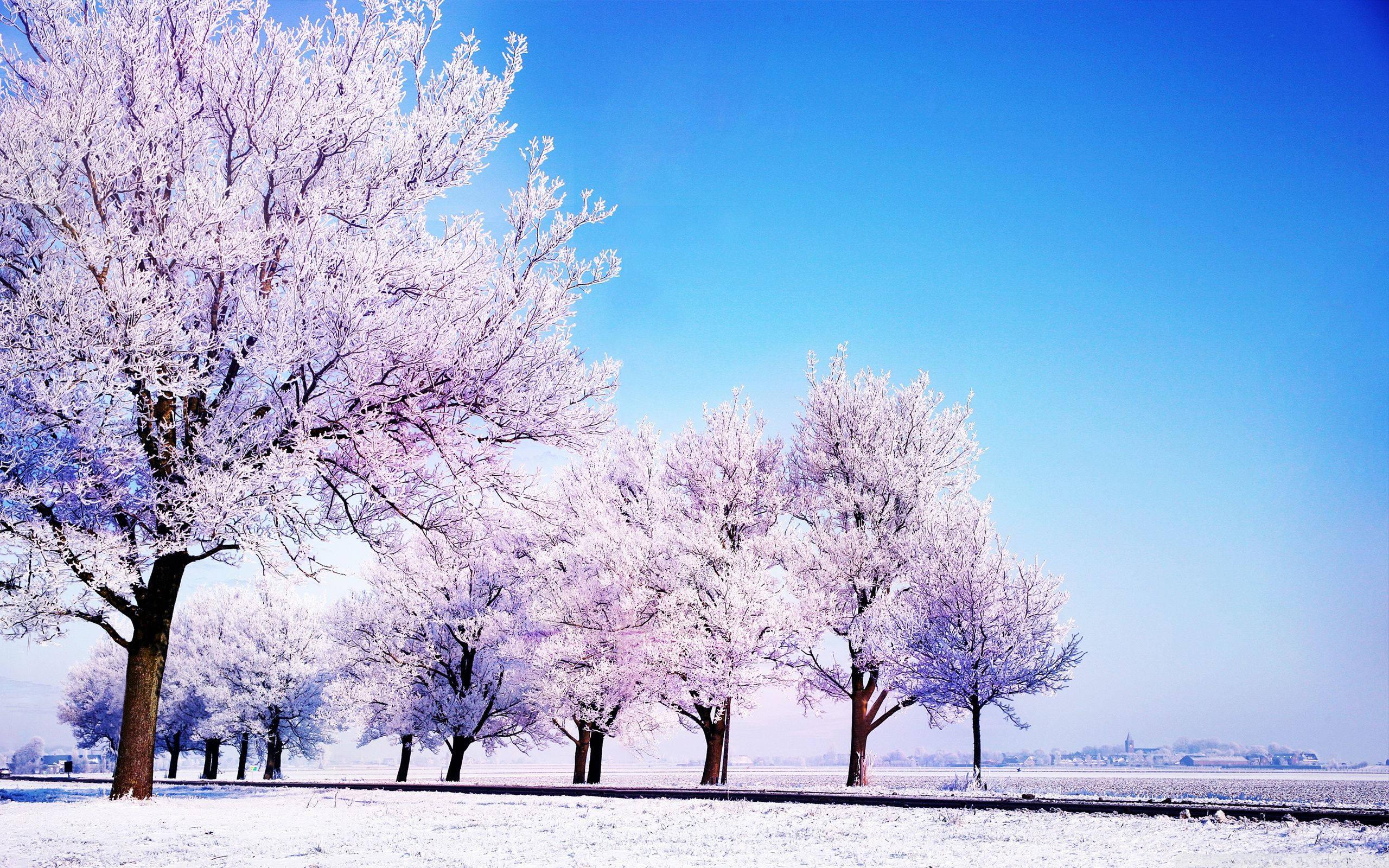 Purple Trees In Winter — 2560x1600 wallpaper