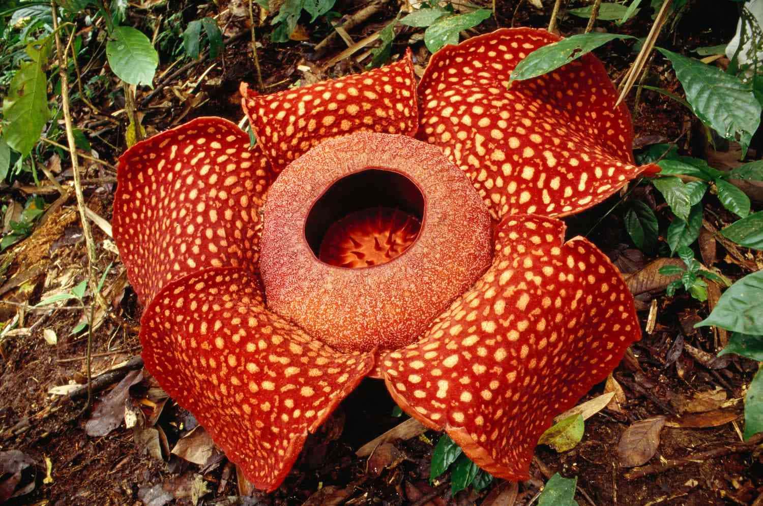 Rafflesia Flower Picture — 1500x996 wallpaper