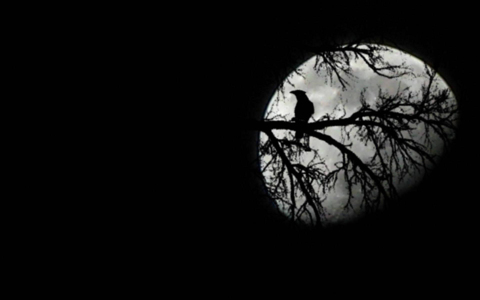 Raven Crossing Moonlit Sky — 1920x1200 wallpaper