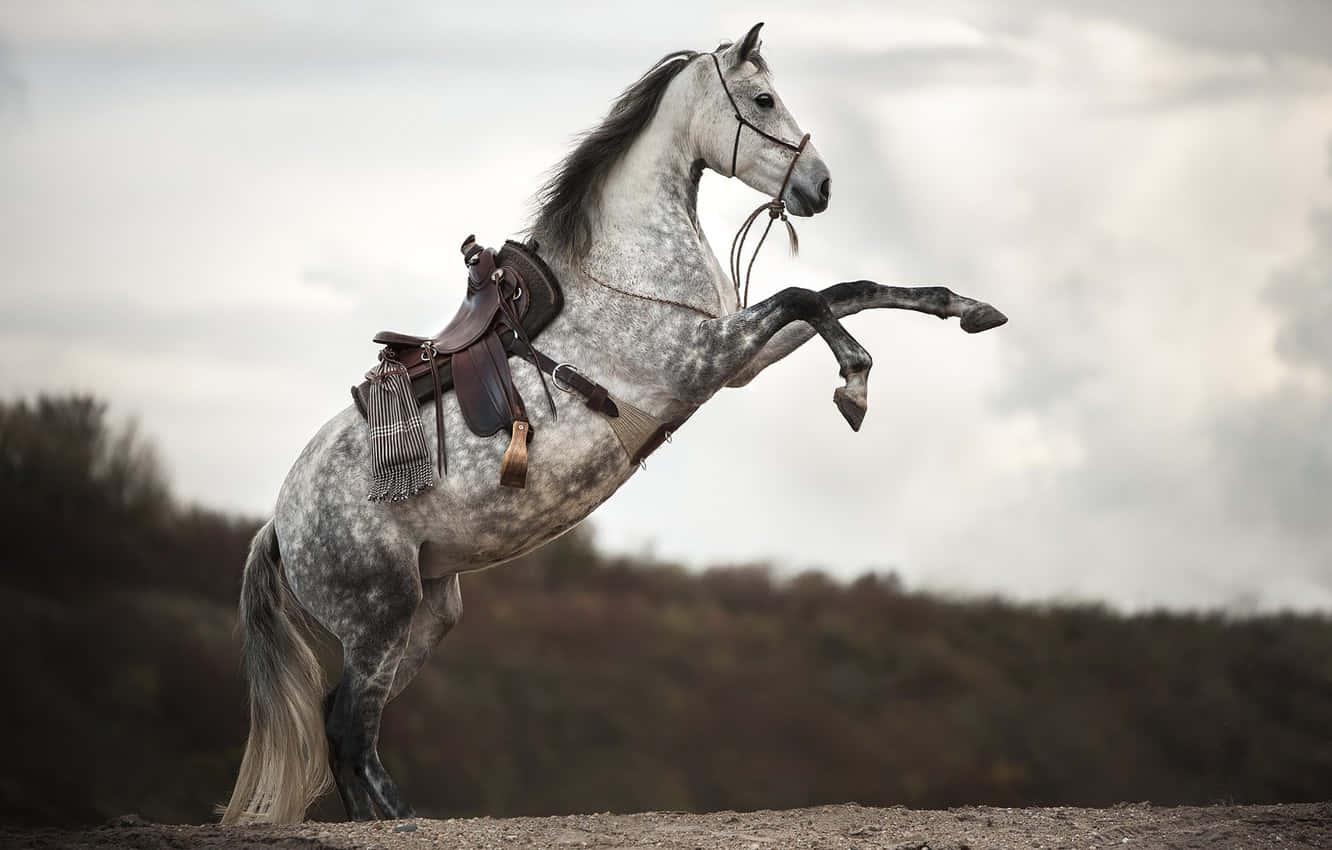Rearing majestic horse — 1332x850 wallpaper