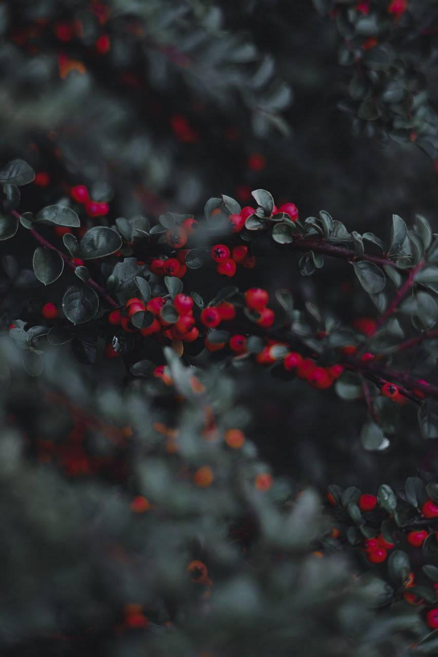 Red Berries Beautiful Phone — 853x1280 wallpaper