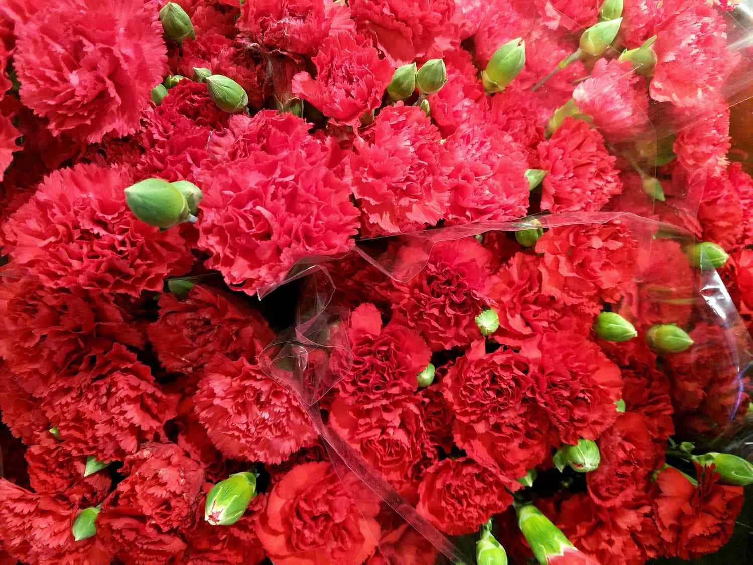 Red Carnation Flowers Picture — 1500x1125 wallpaper