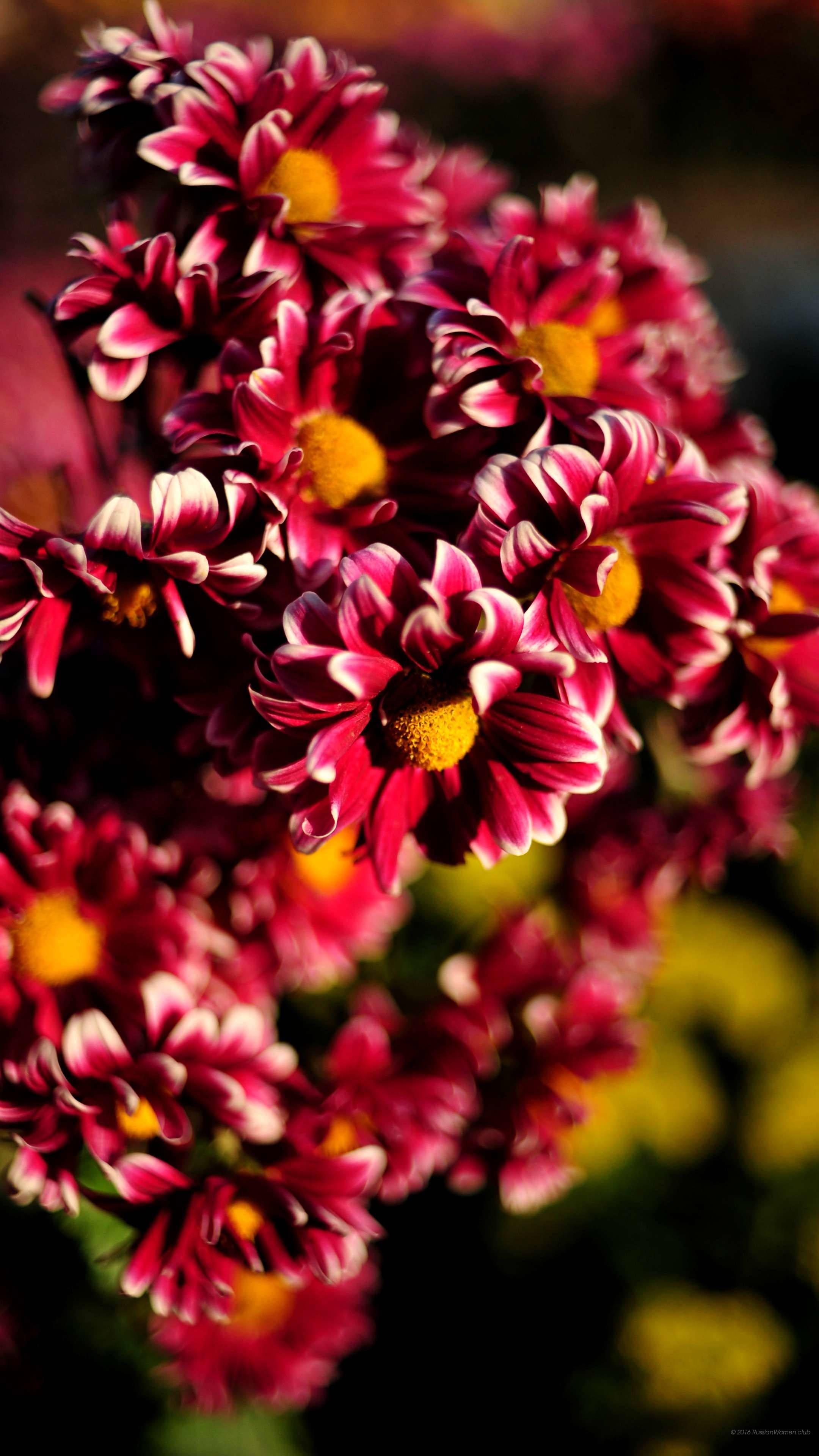 Red Chrysanthemum Beautiful Phone — 2160x3840 wallpaper