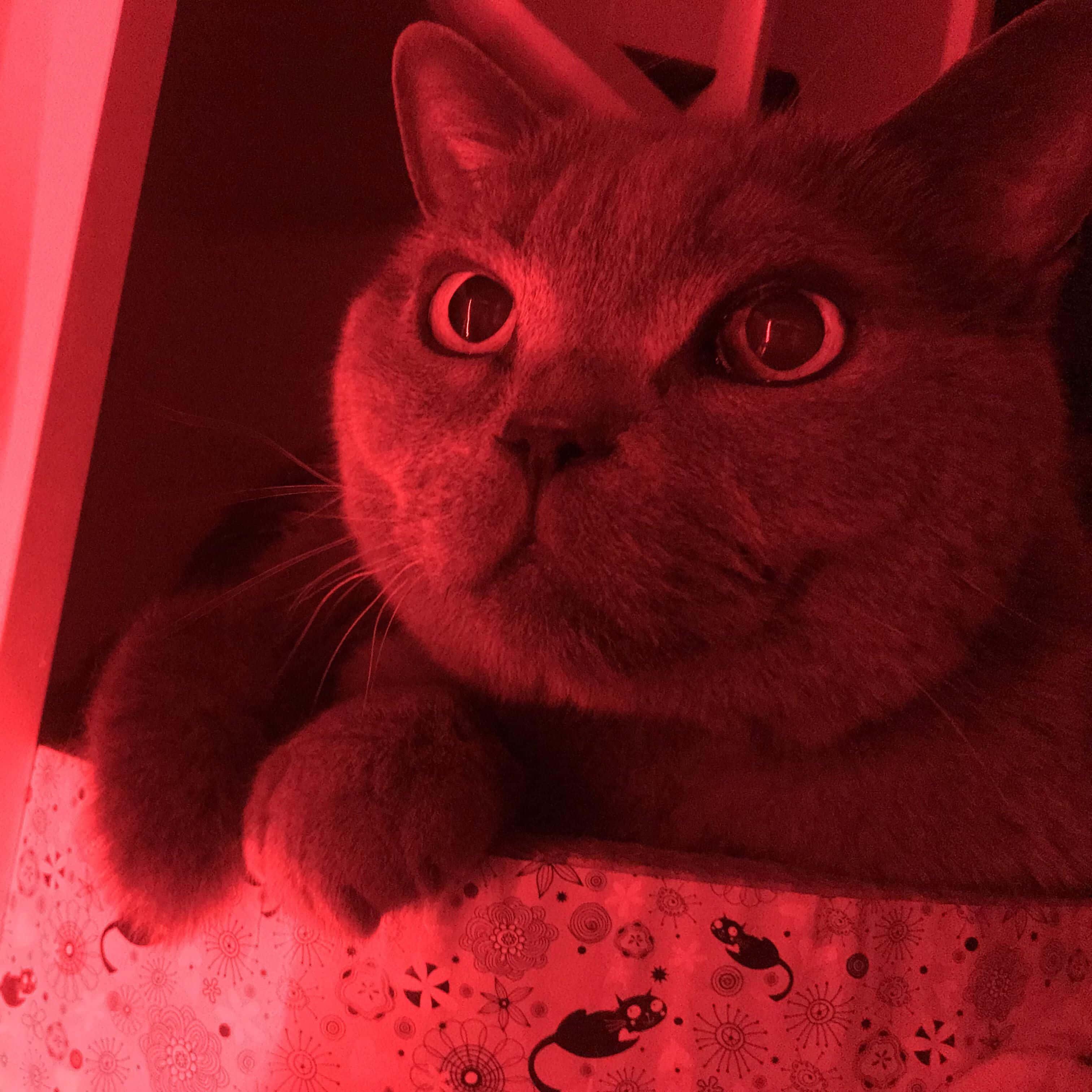Red Cute Cat PFP — 3024x3024 wallpaper