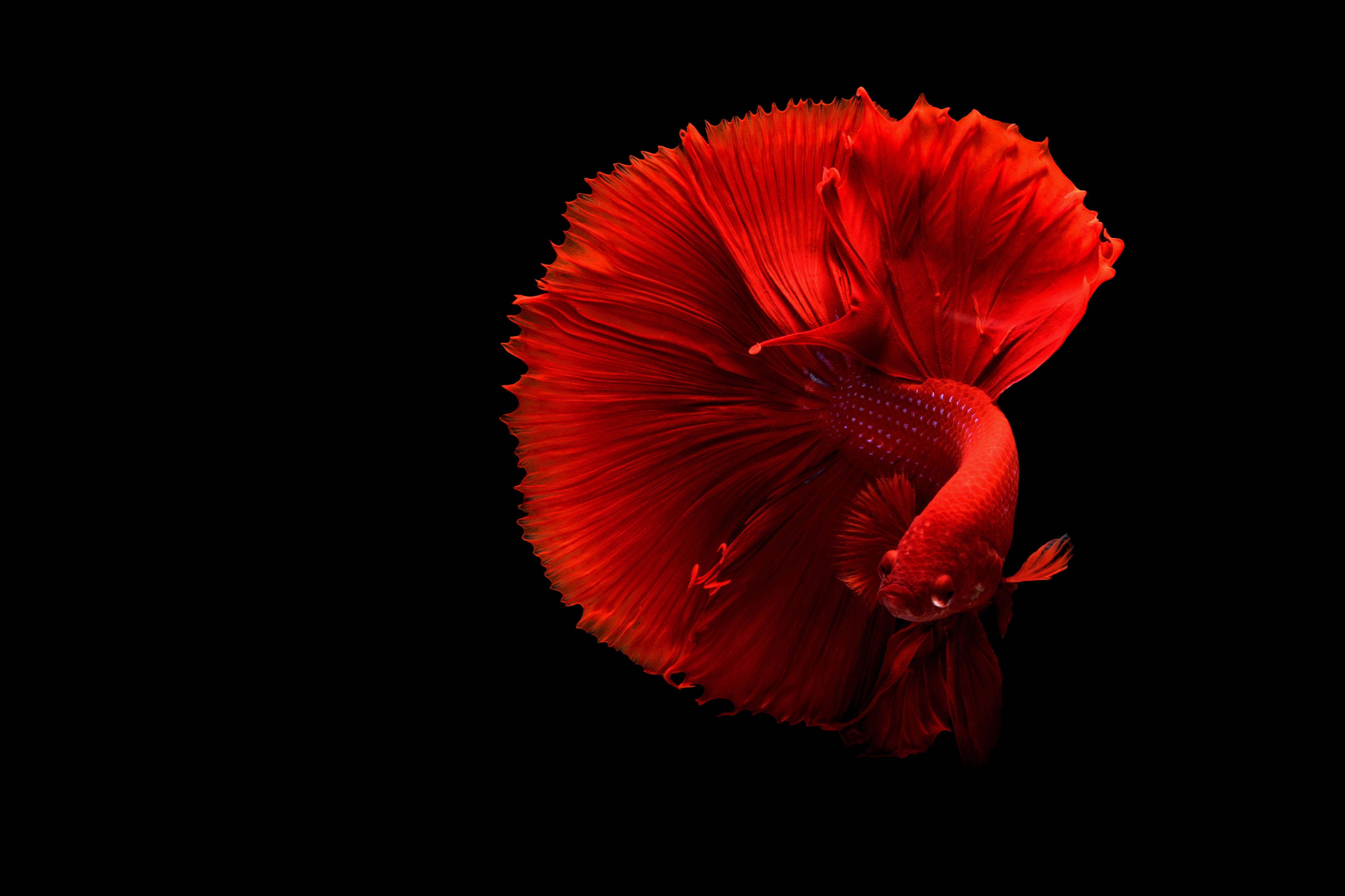 Red Fish Swimming in the Dark — 4879x3253 wallpaper