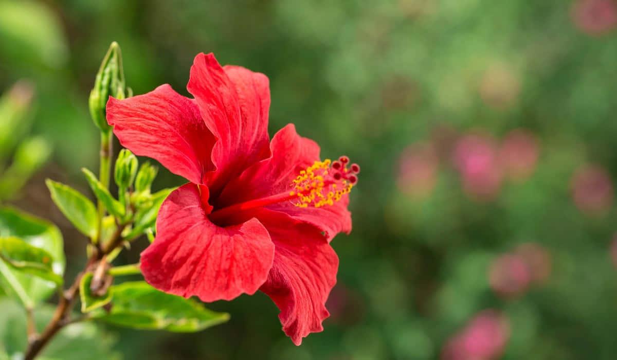 Red Hibiscus Flower Picture — 1200x700 wallpaper