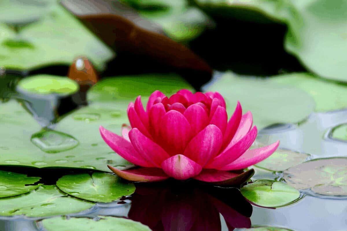 Red Lotus Flower Picture — 1200x800 wallpaper
