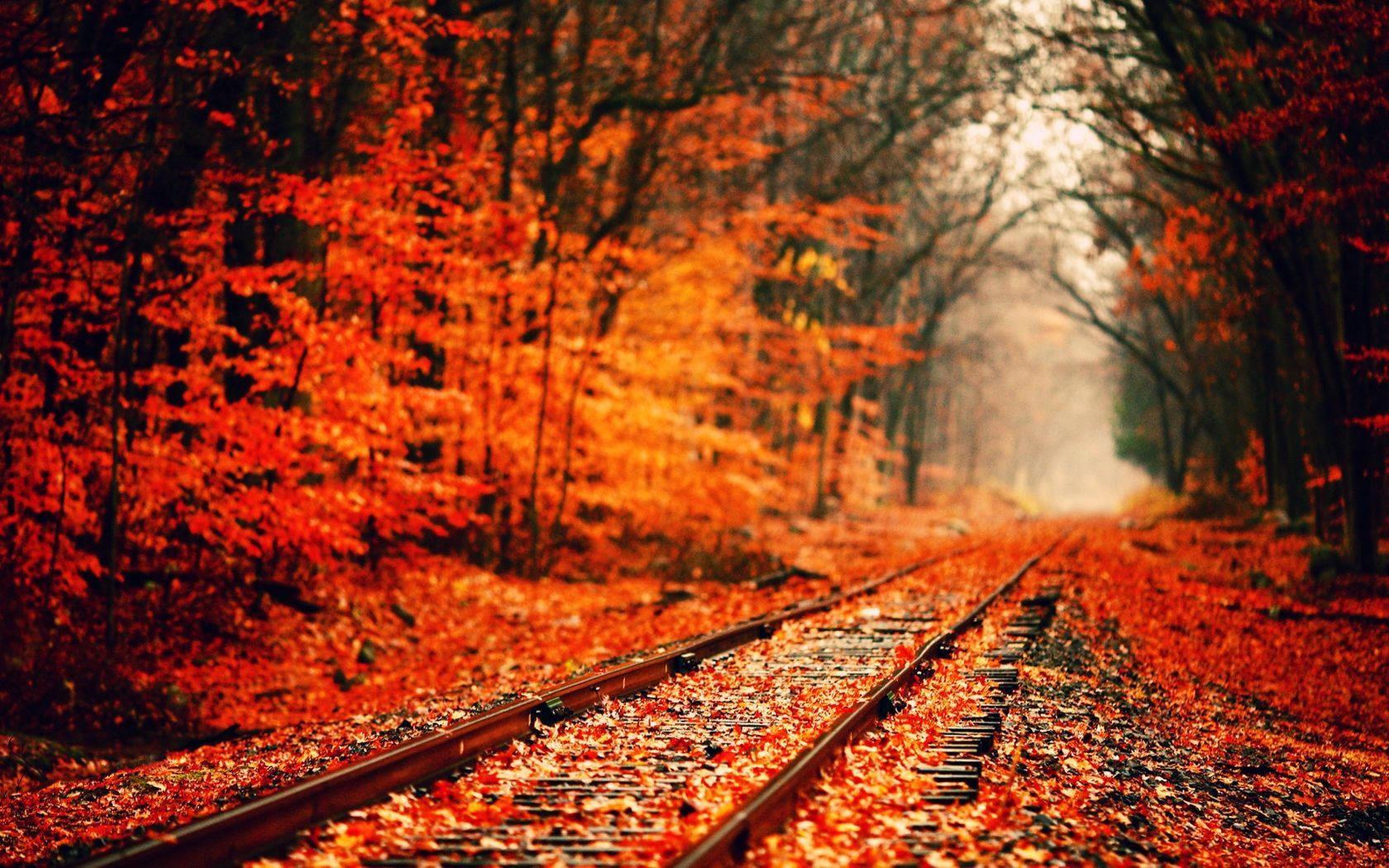 Red Orange Leaves Fall Scenic — 1680x1050 wallpaper