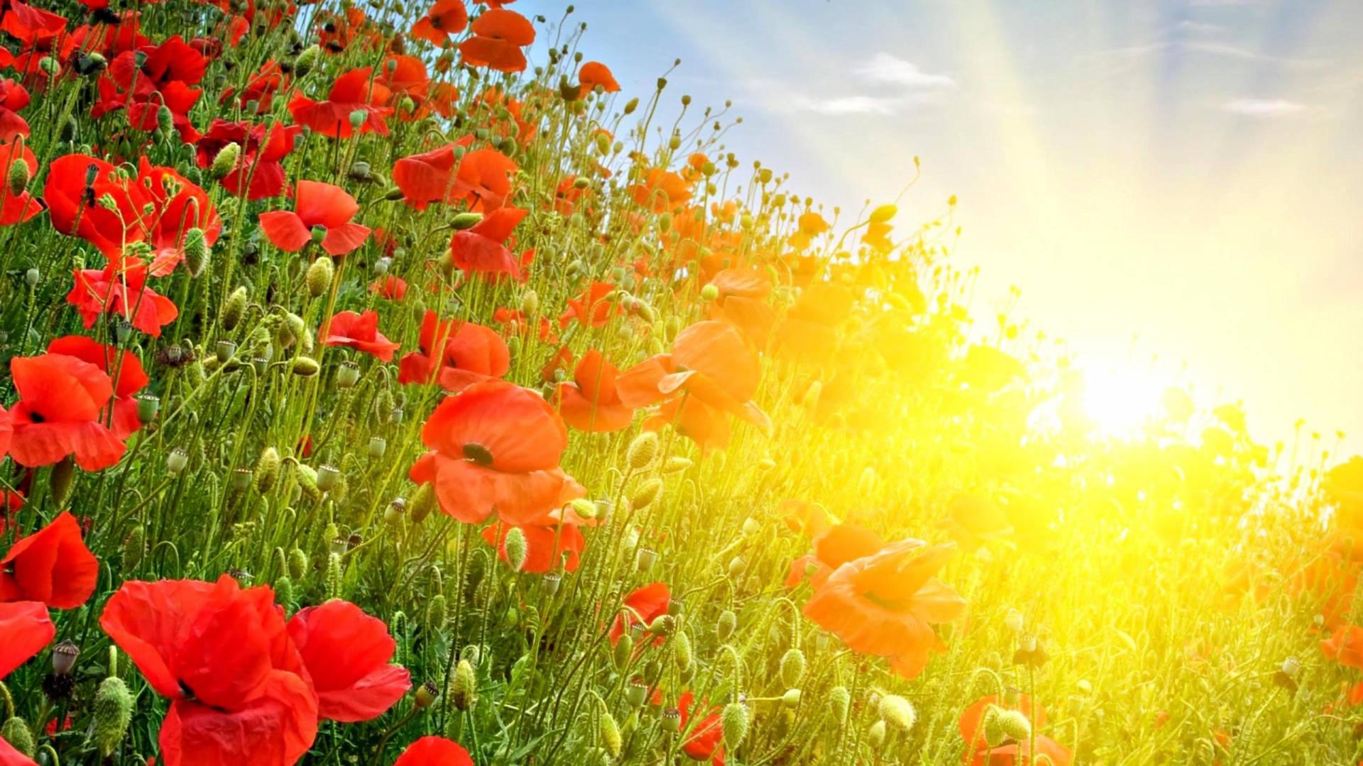 Red Poppies In Cute Summer — 1920x1080 wallpaper