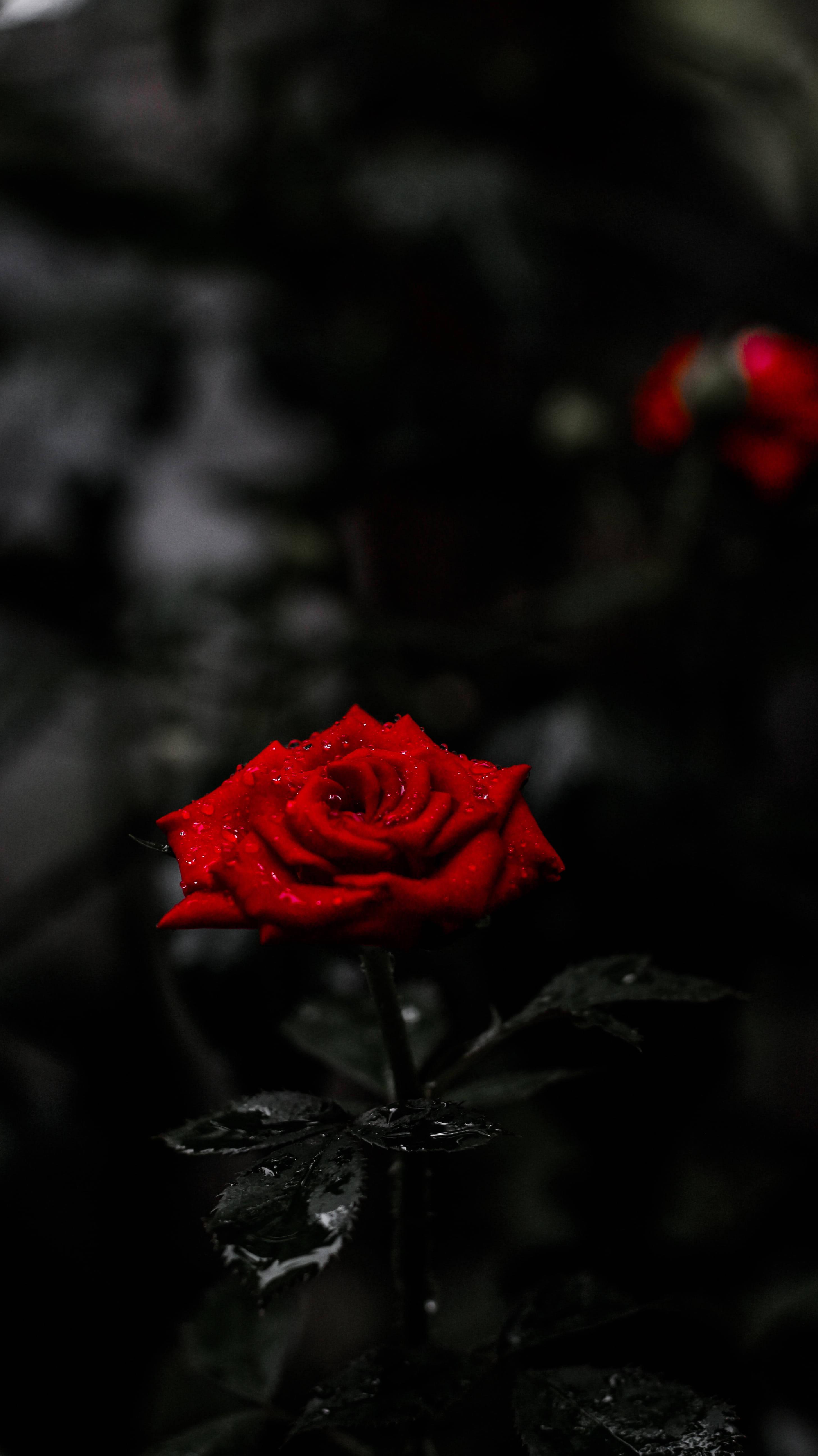 Red Rose Flower 8K Phone — 2912x5184 wallpaper