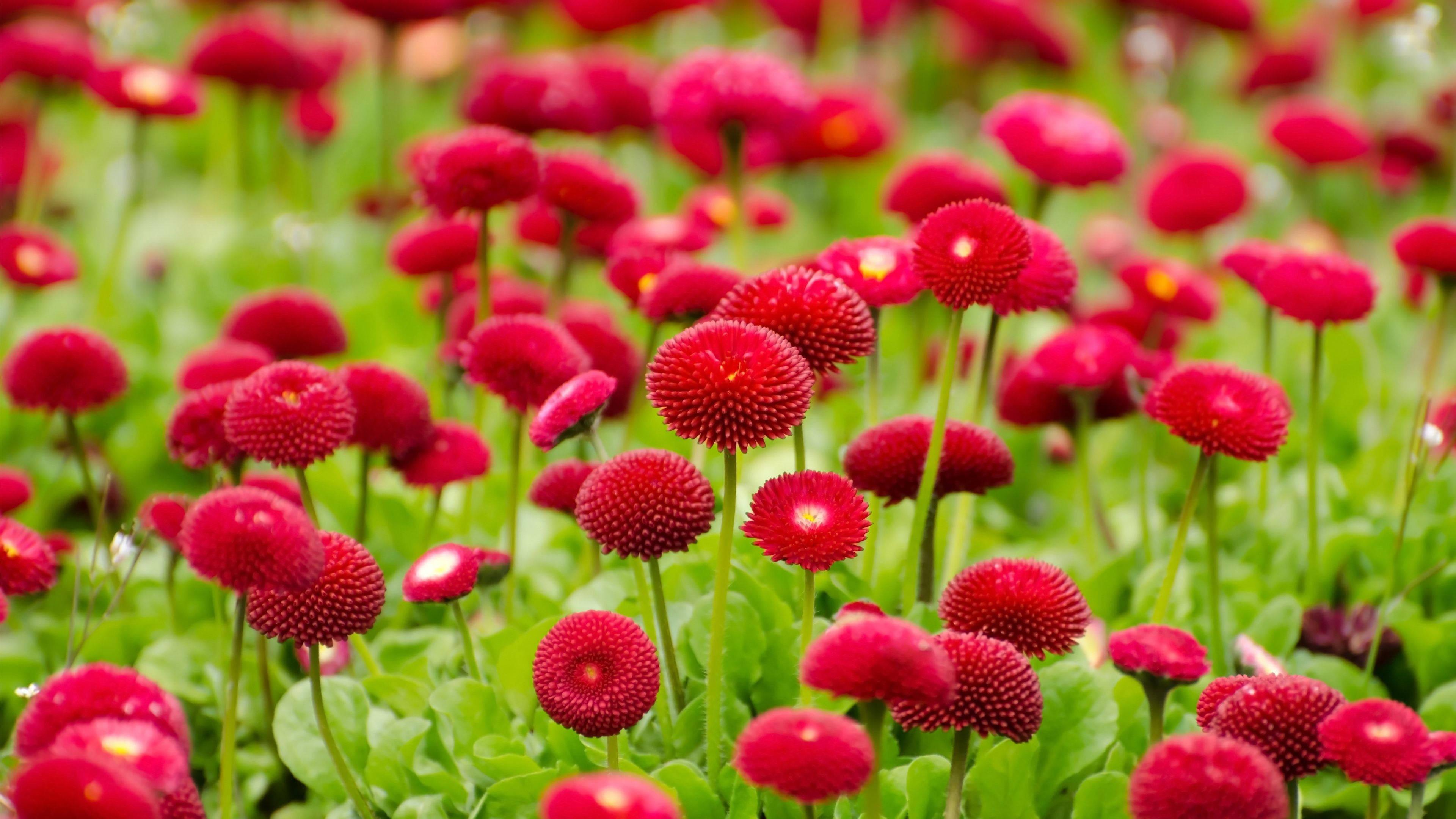 Red Round Flower — 3840x2160 wallpaper