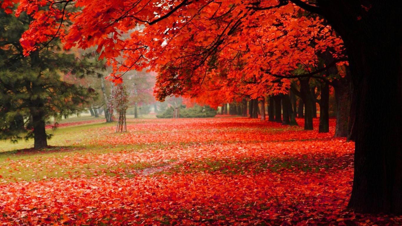 Red Scenic Trees During Fall — 1366x768 wallpaper