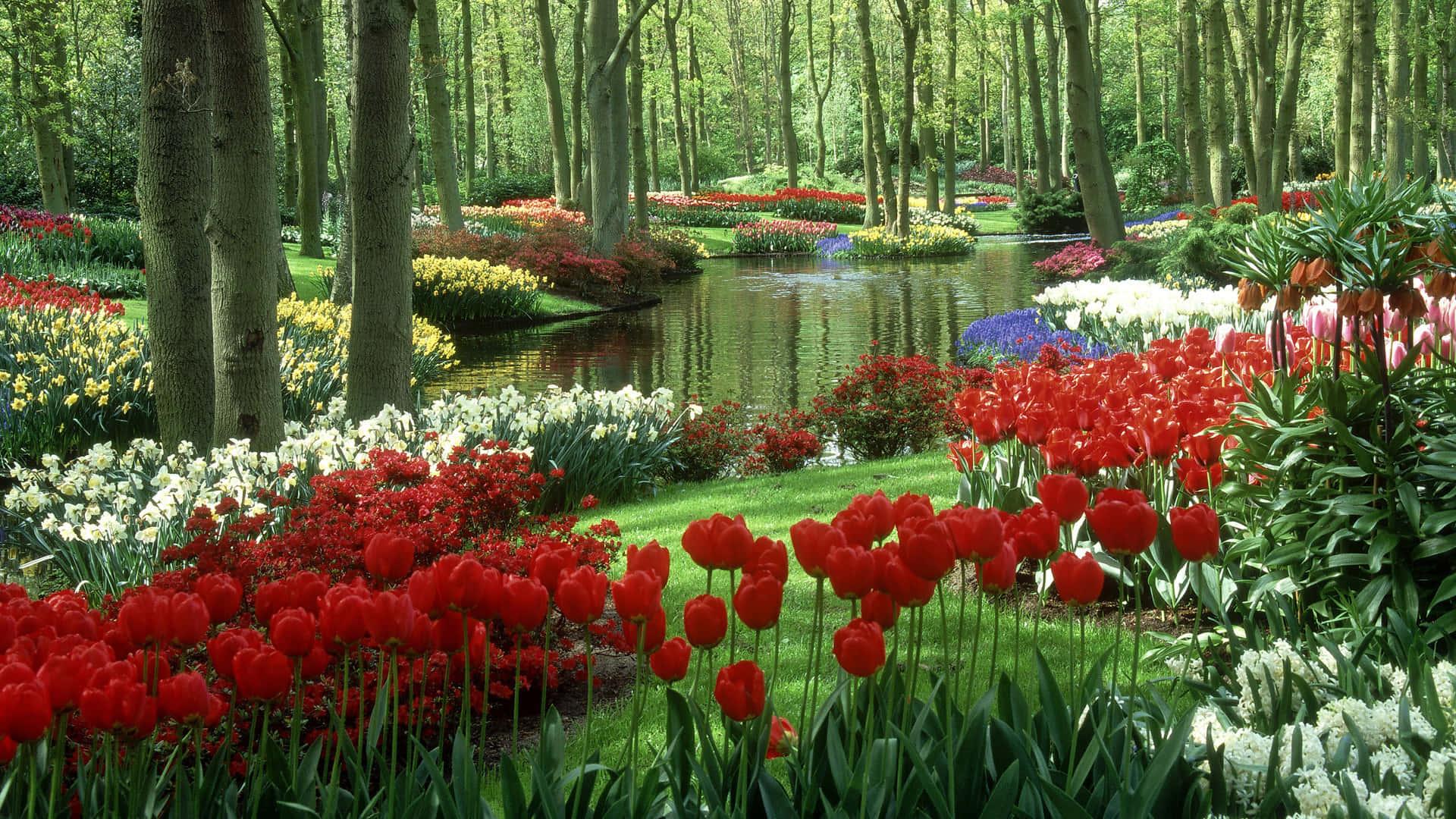 Red Tulips Nature Flower — 1920x1080 wallpaper