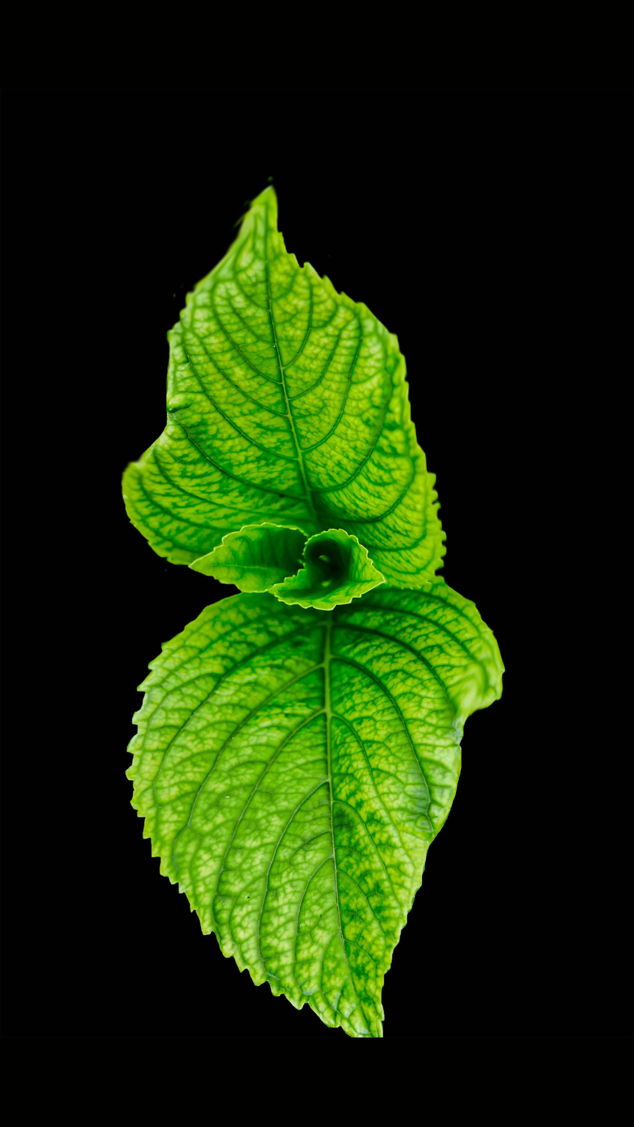 Refreshing Mint Leaves in a Minimalistic Black Screen — 2160x3840 wallpaper