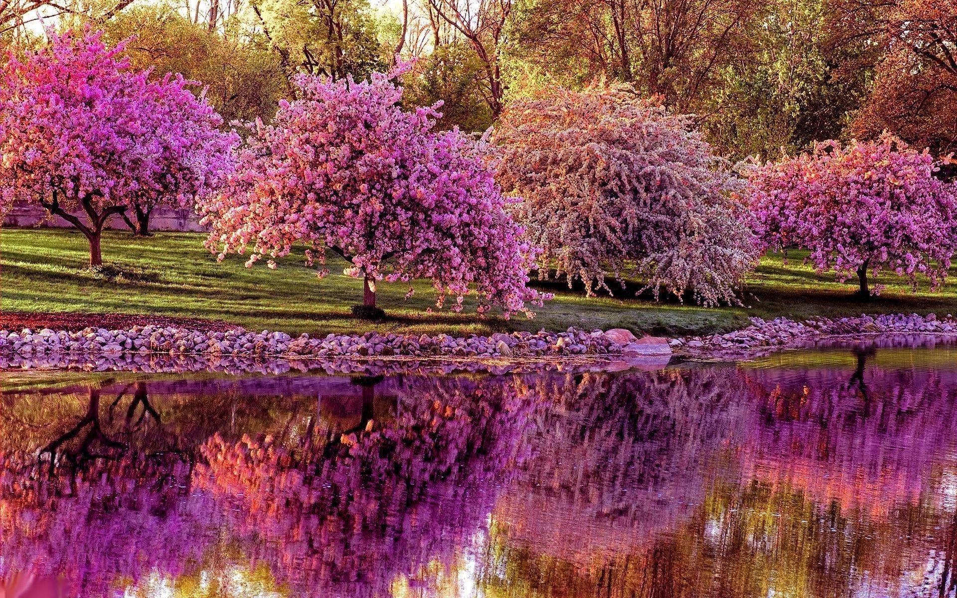 Relax and Appreciate the Beauty of Spring — 1920x1200 wallpaper