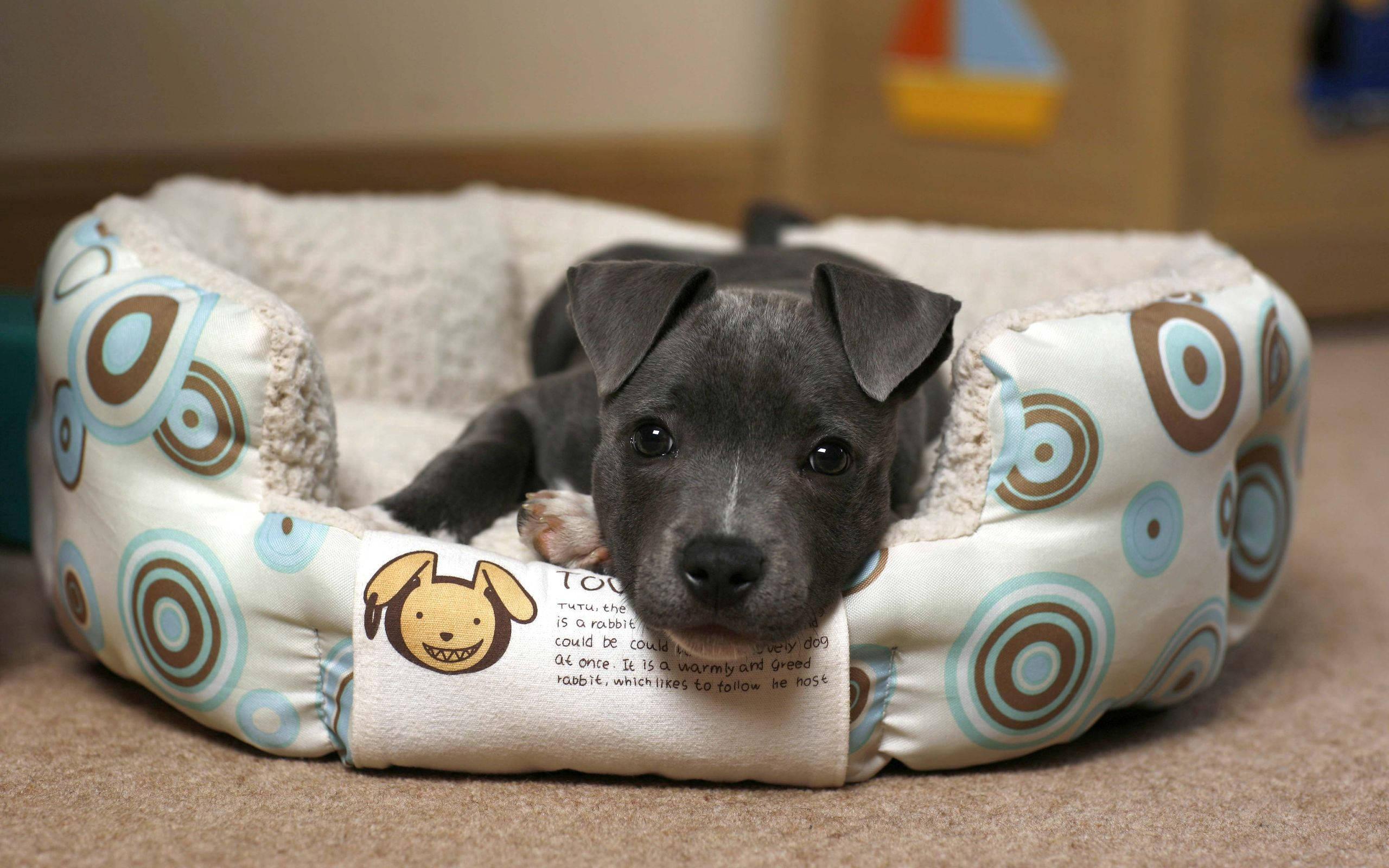 Relaxed Little Black Puppy — 2560x1600 wallpaper