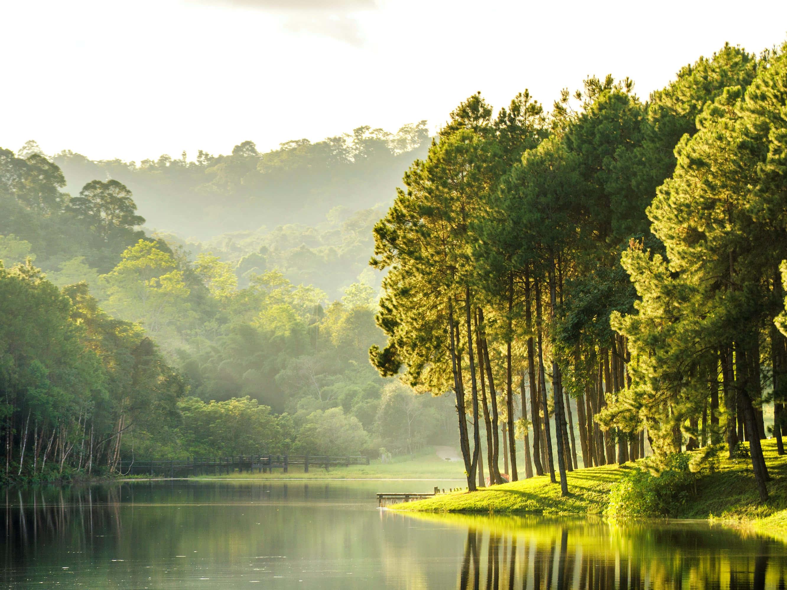 Riverside Forest Nature Picture — 2664x1998 wallpaper