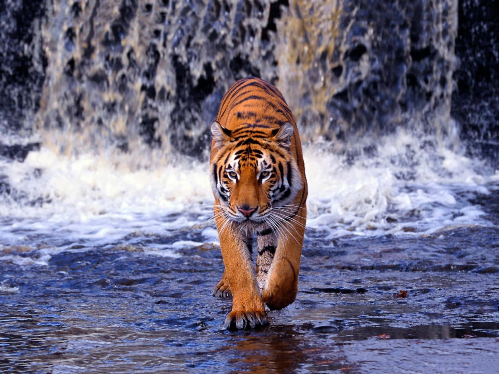 Roaring Tiger — 1600x1200 wallpaper