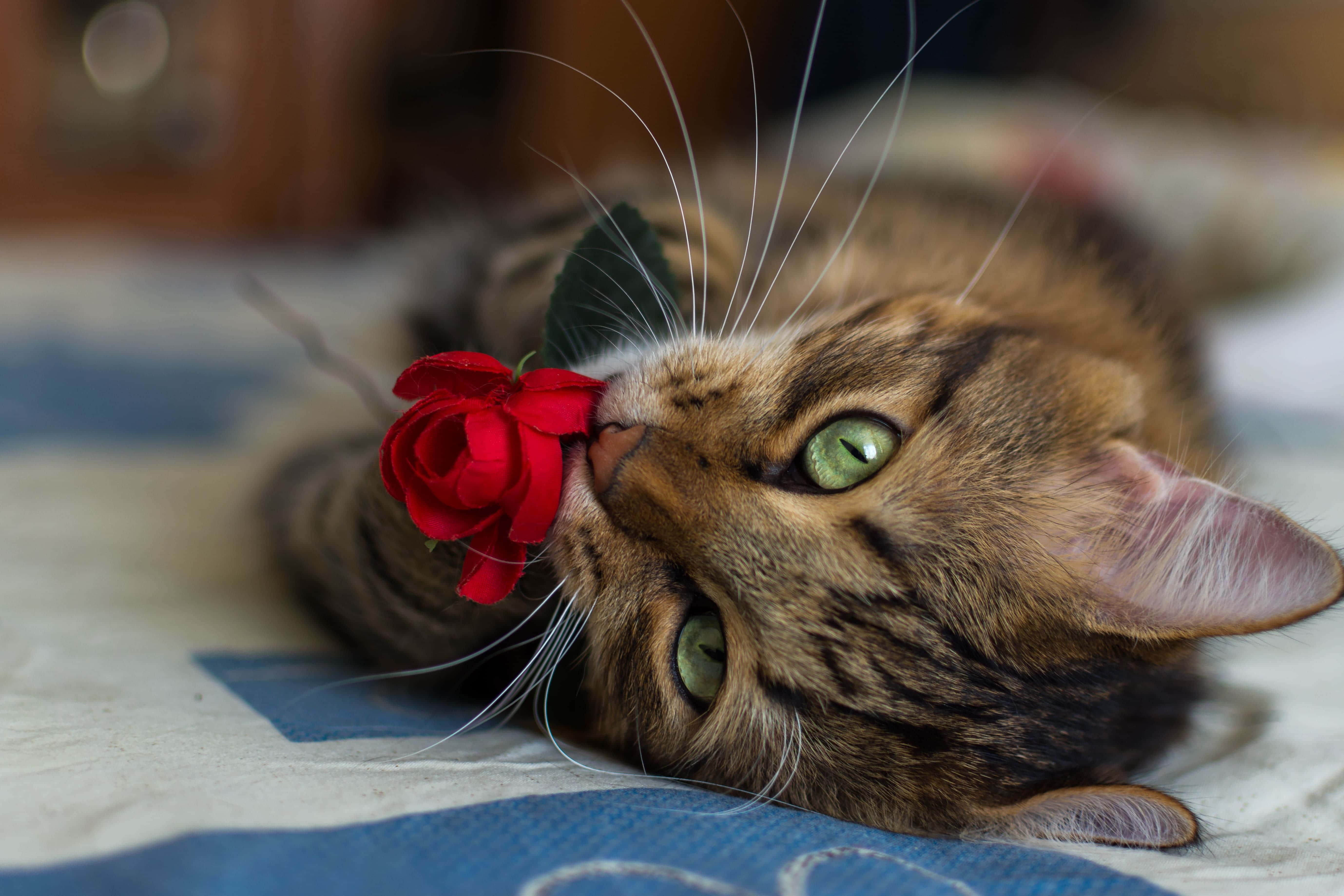 Roses Cute Cat PFP — 5515x3676 wallpaper