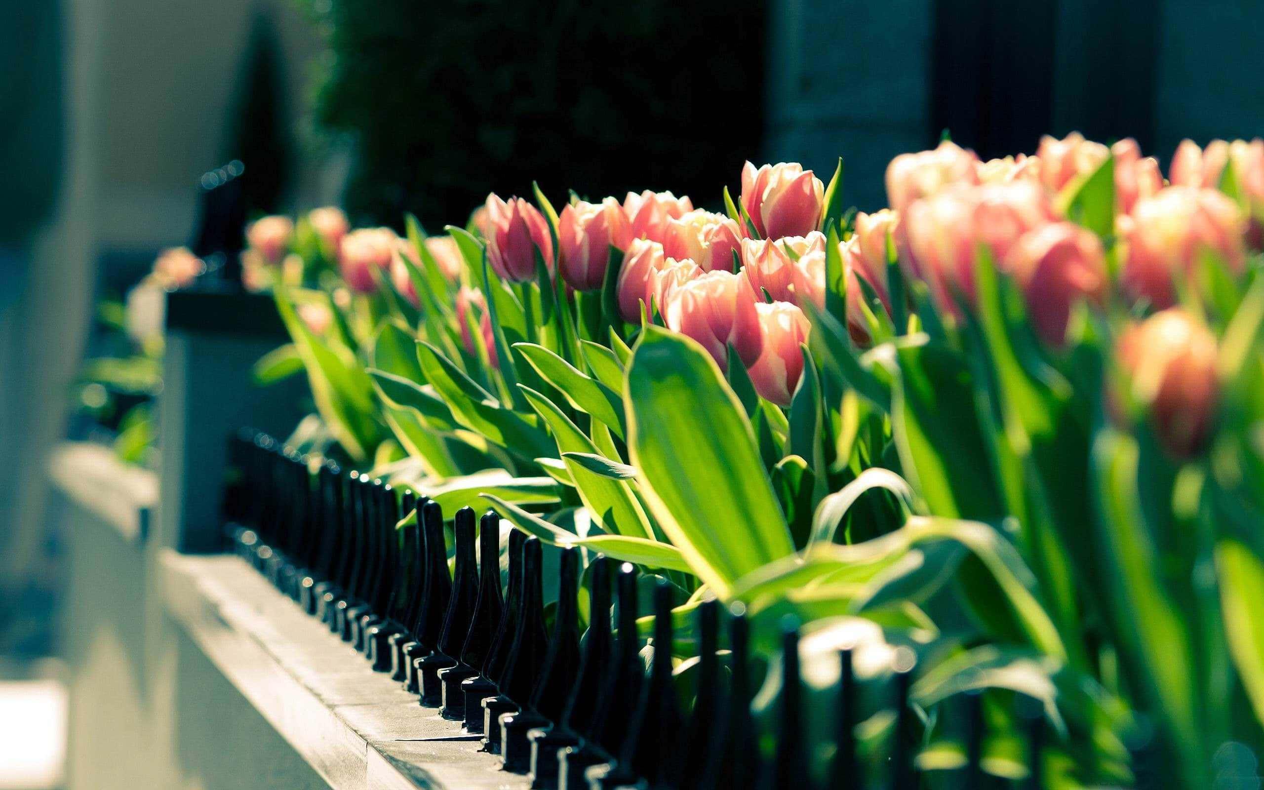 Row Of Roses Landscape Picture — 2560x1600 wallpaper