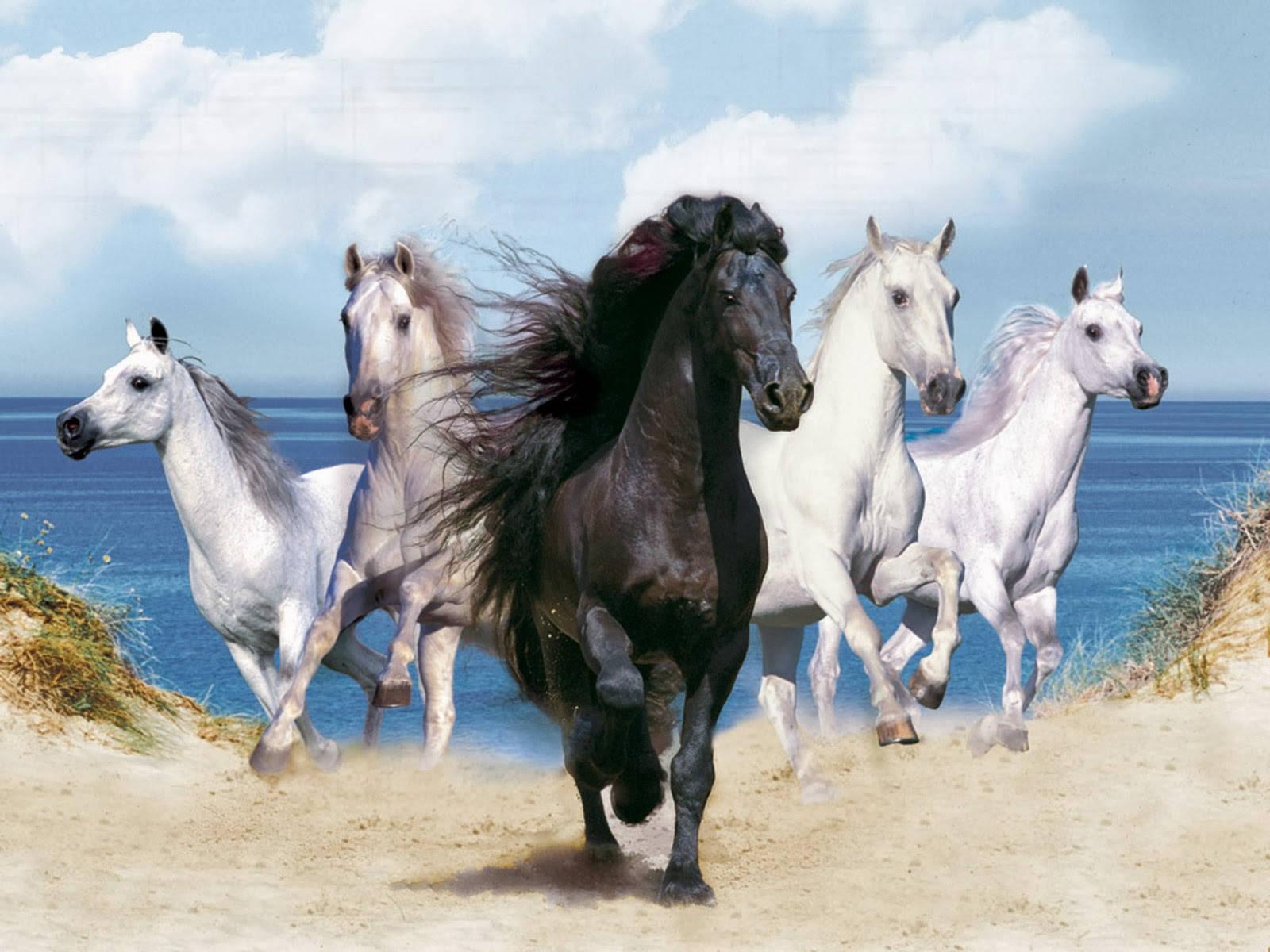 Running Herd Of Horse Animals