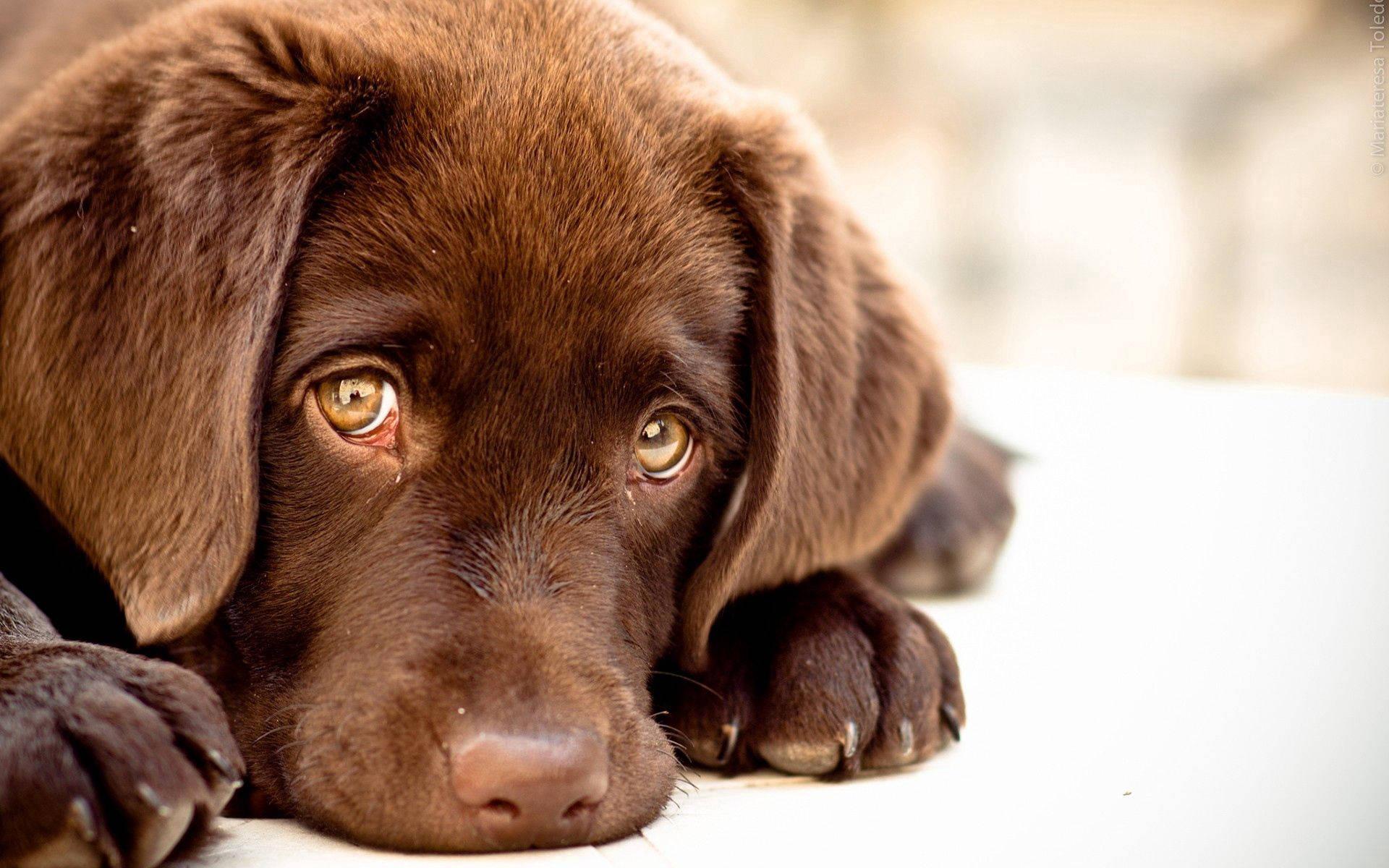 Sad Face Brown Puppy — 1920x1200 wallpaper