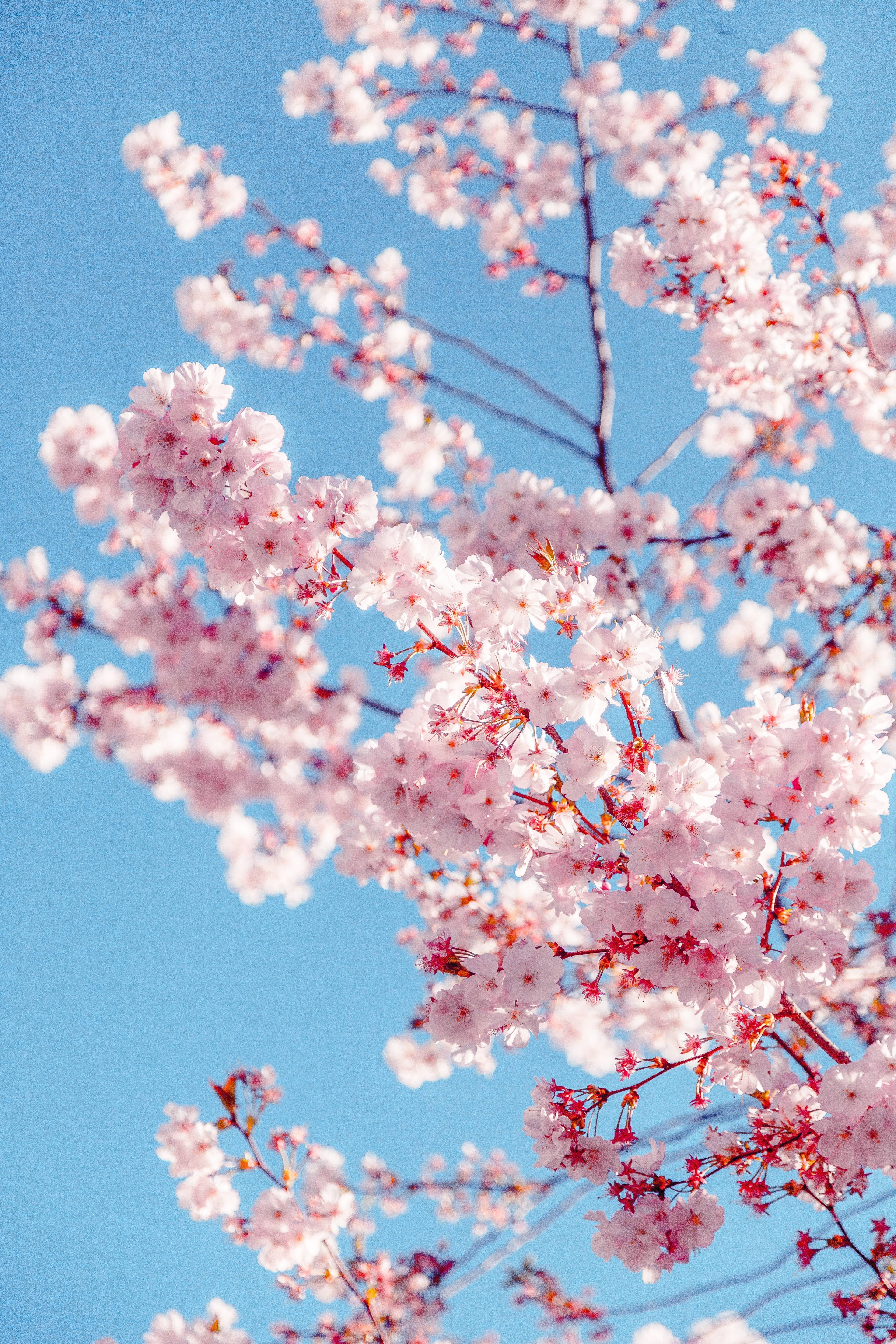 Sakura Bloosom For Girly Lock Screen Iphone — 3840x5760 wallpaper