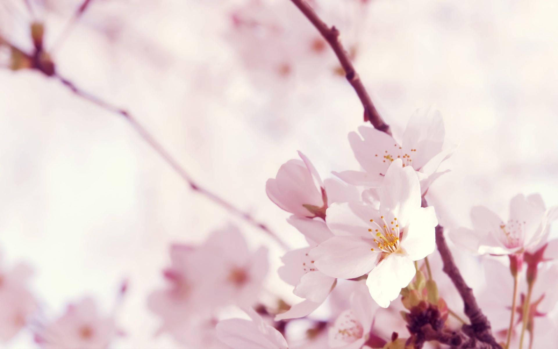 Sakura Pink Flower — 1920x1200 wallpaper