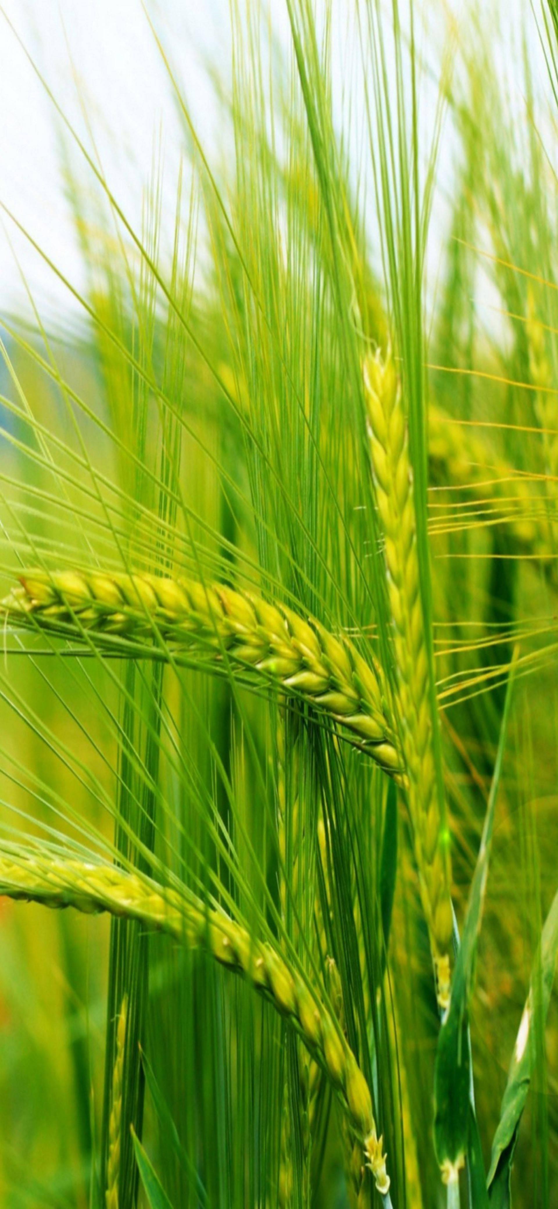 Samsung Galaxy S22 Barley — 1920x4160 wallpaper