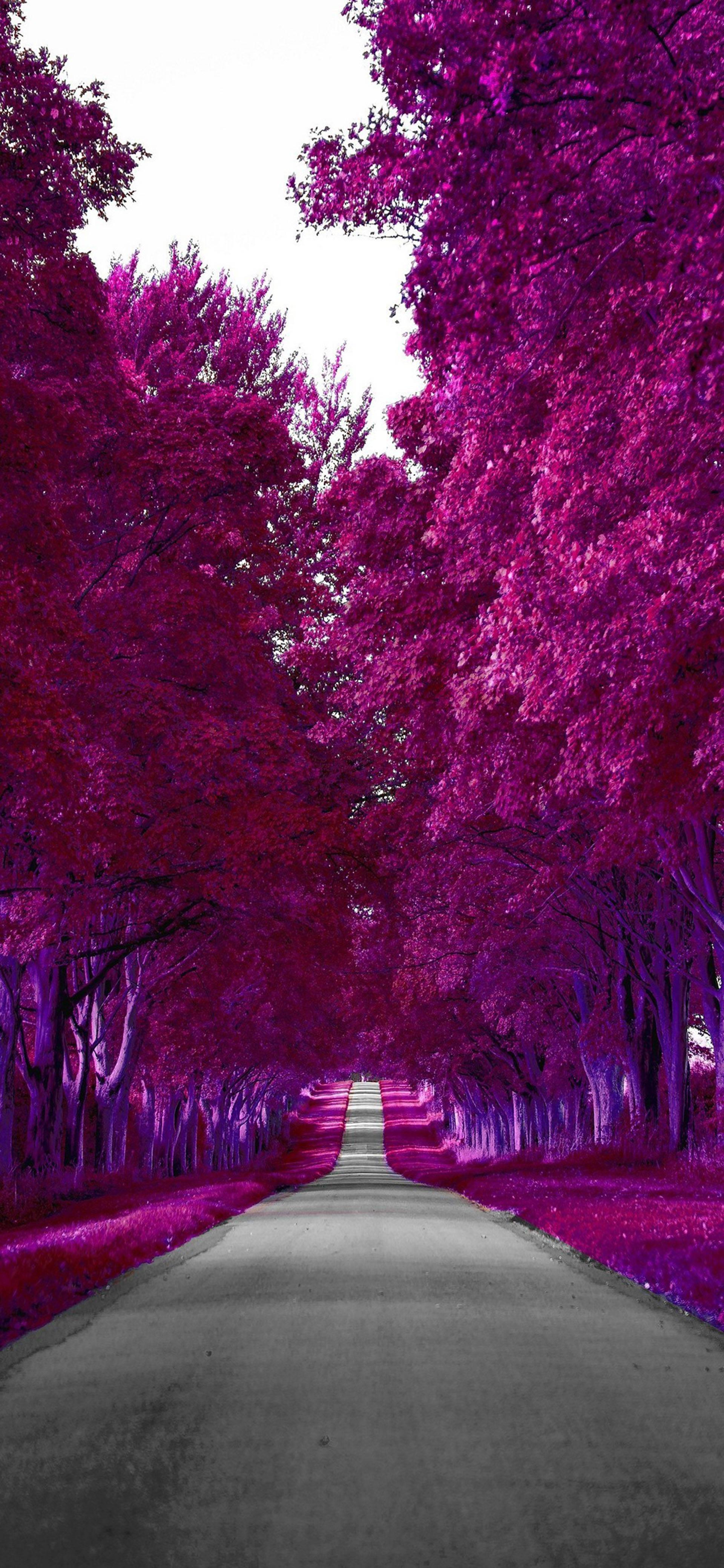 Samsung Galaxy S22 Purple Autumn — 1920x4160 wallpaper