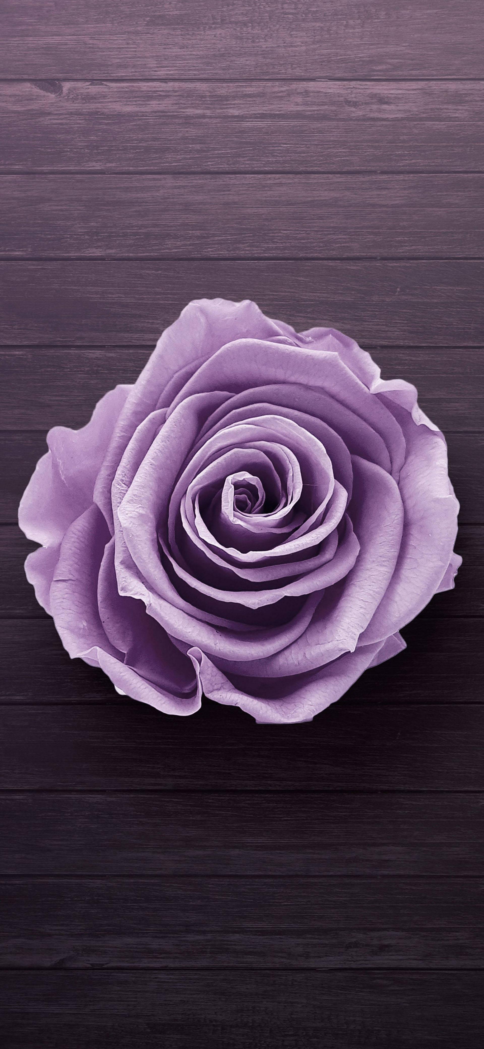 Samsung Galaxy S22 Purple Rose — 1920x4160 wallpaper