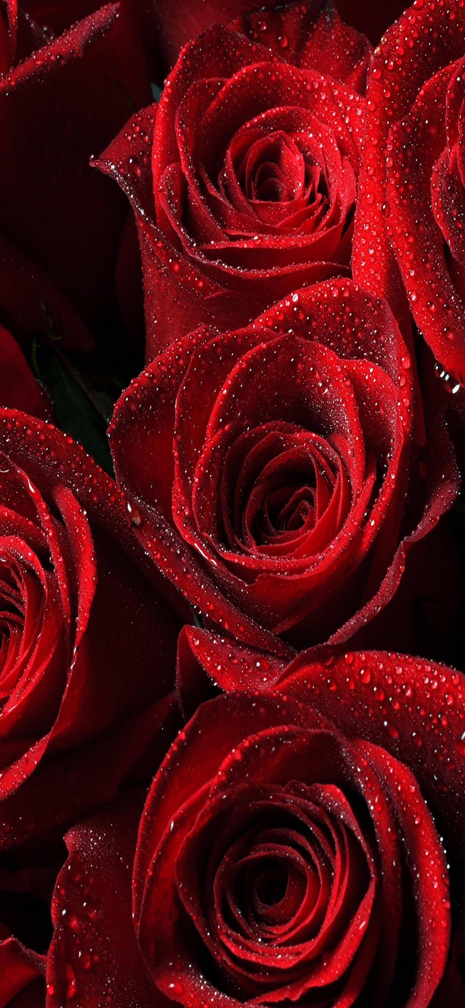 Samsung Galaxy S22 Red Roses — 1920x4160 wallpaper