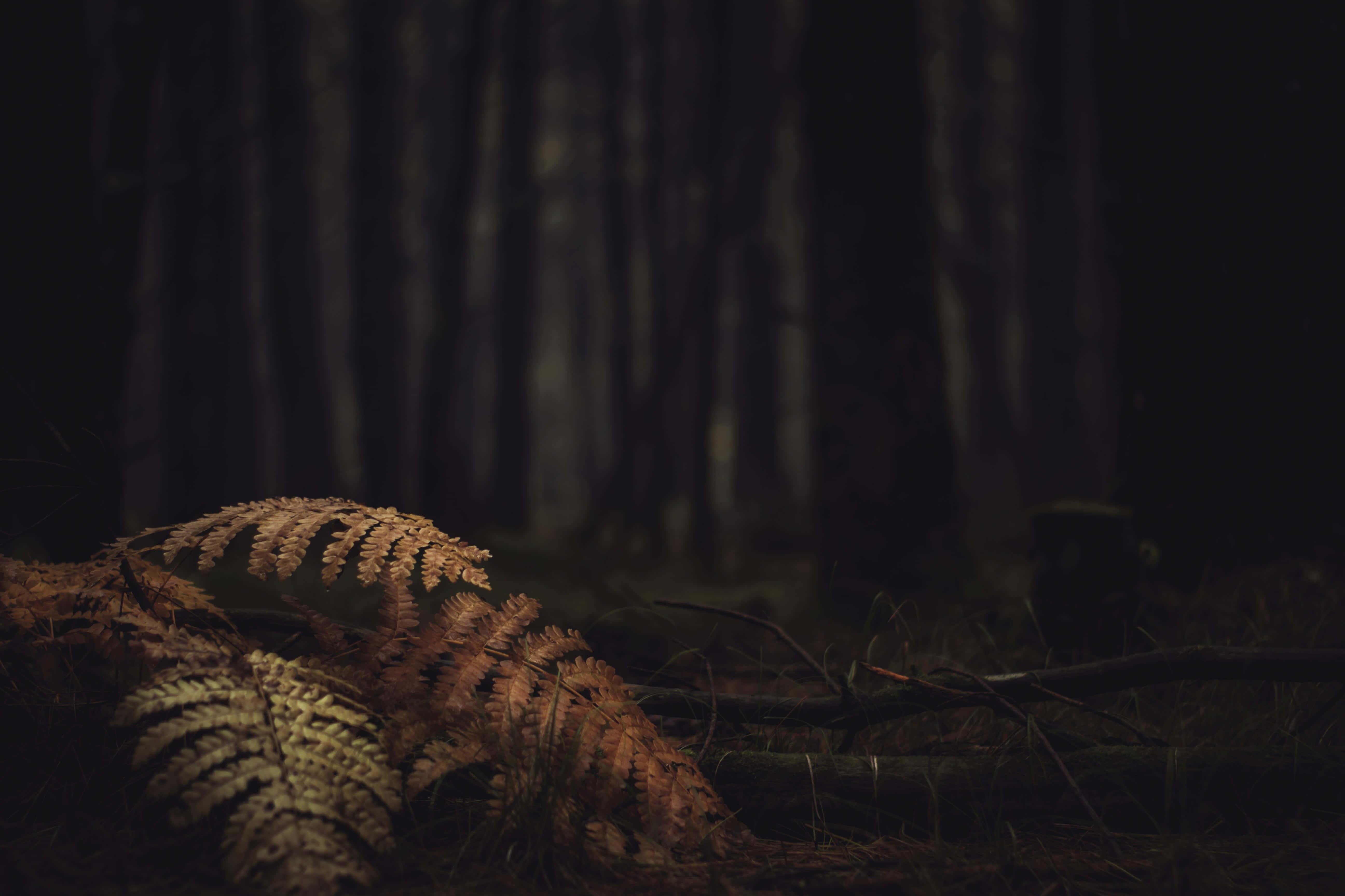 Scary Dark Forest Picture — 5184x3456 wallpaper