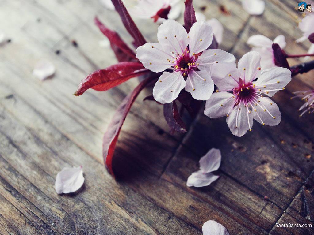 Scattered Cherry Blossom — 1024x768 wallpaper