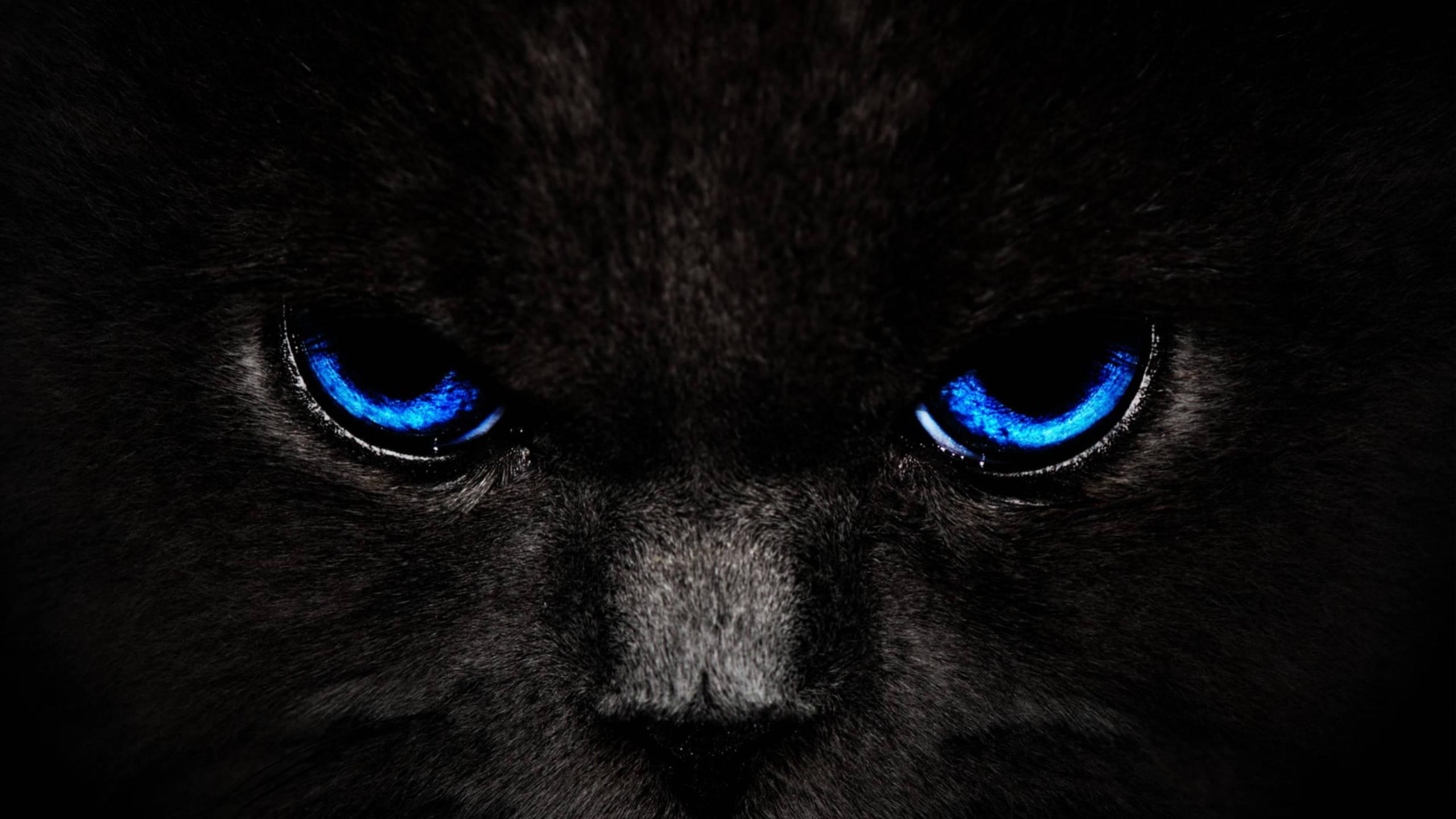 Send your friends a surprise with this adorable black cat on WhatsApp! — 2560x1440 wallpaper