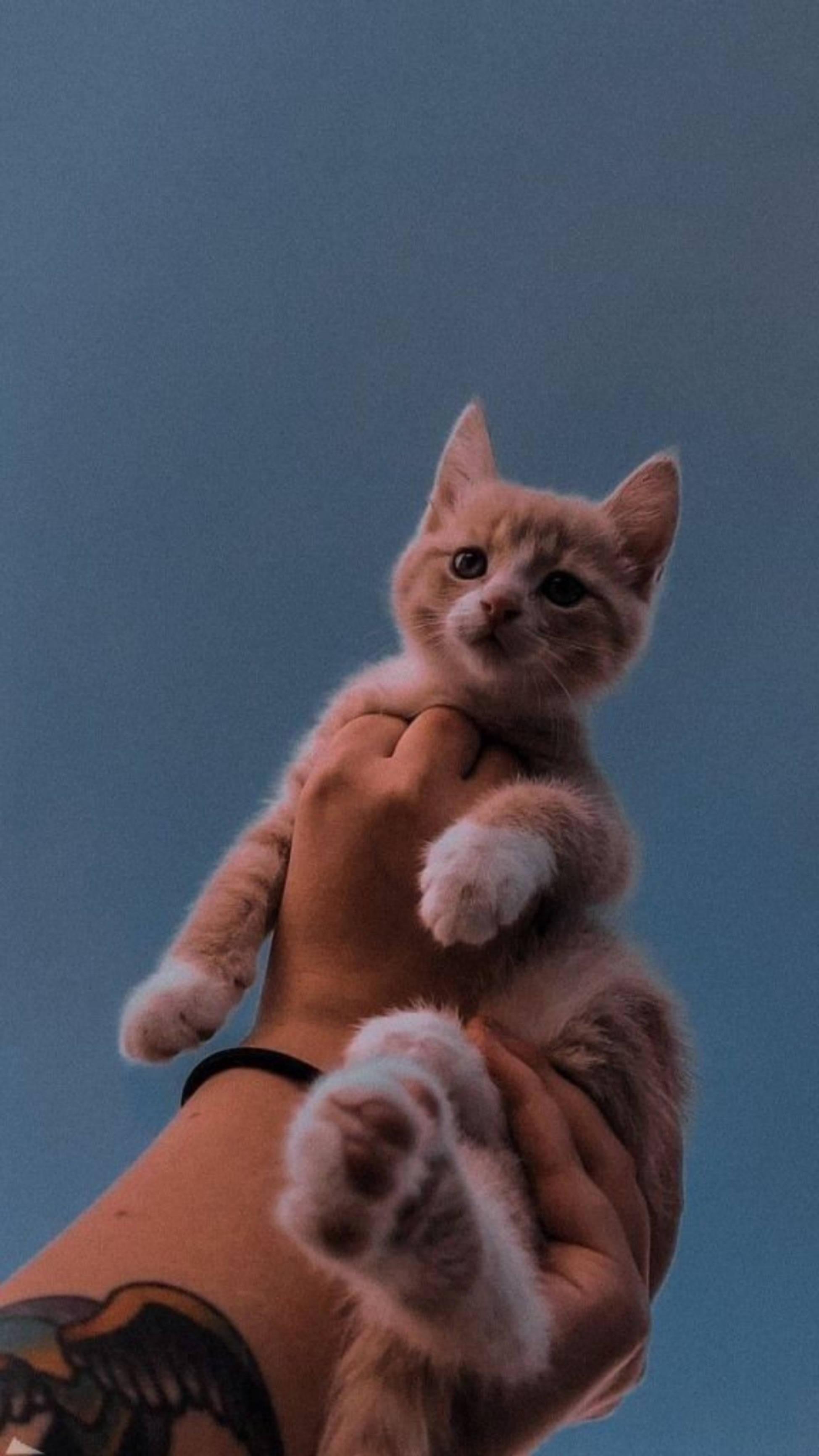 Serrade Petit Cute Cat Aesthetic — 1949x3464 wallpaper