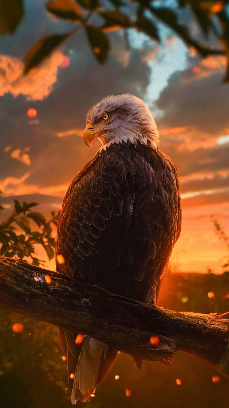 Show off your style with this eagle iphone wallpaper — 900x1600 wallpaper
