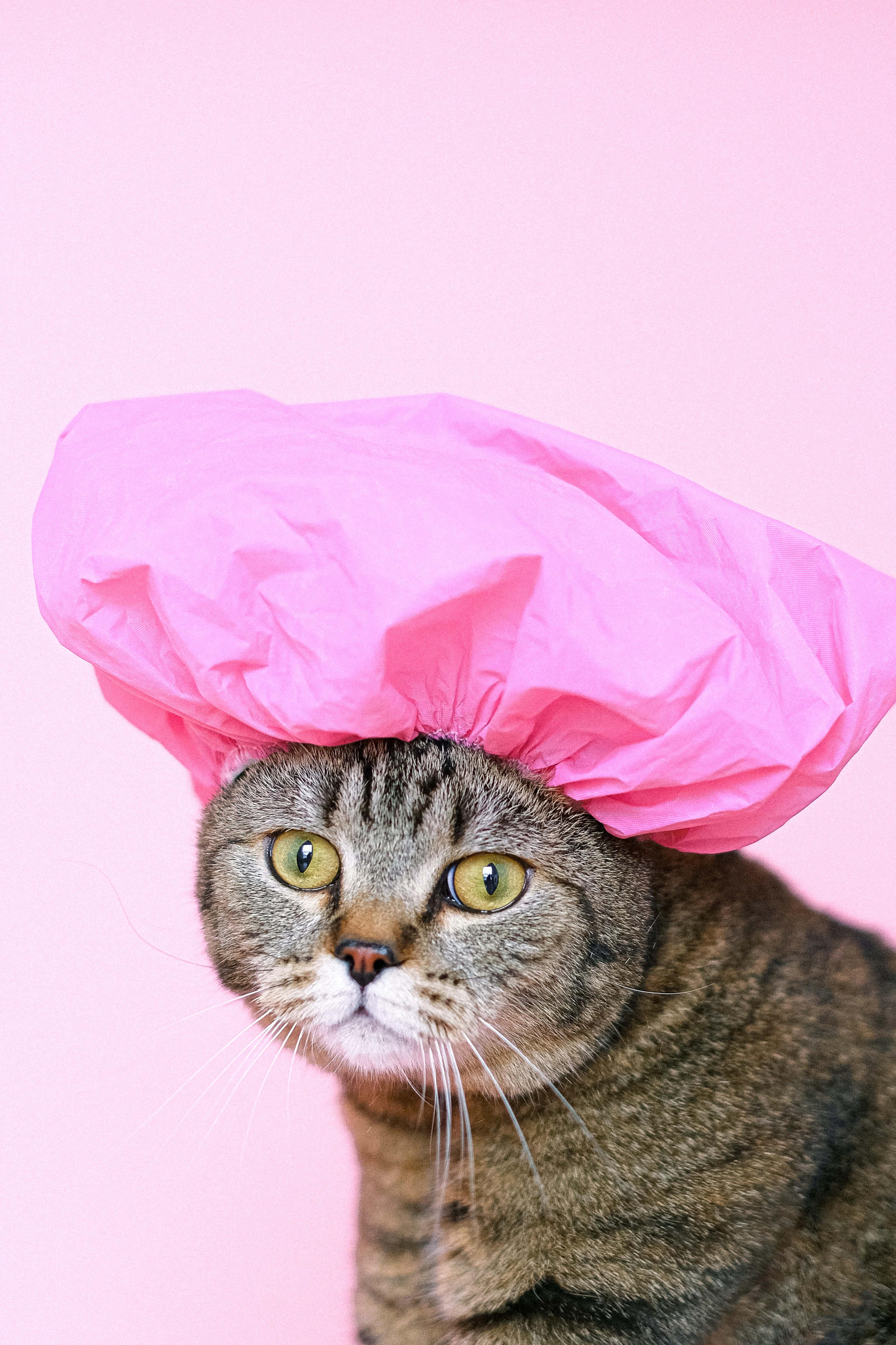 Shower Cap Cute Cat PFP — 3267x4901 wallpaper
