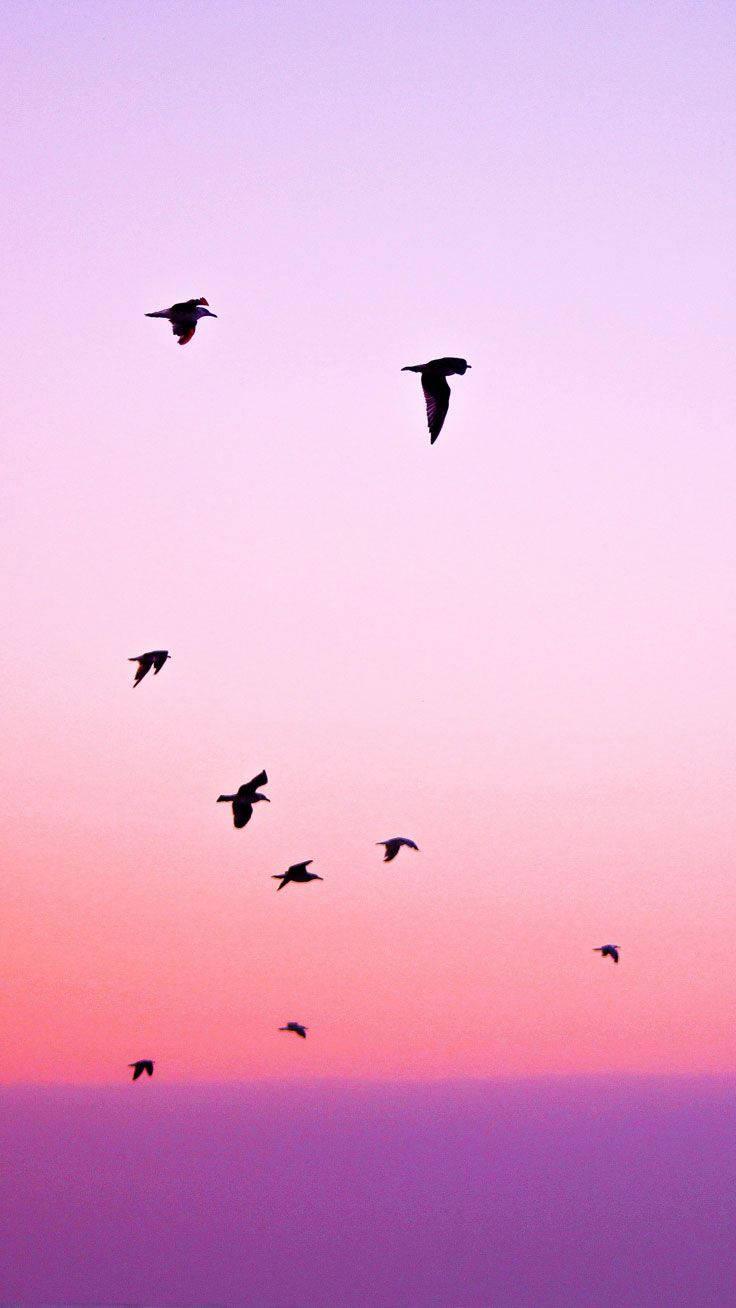"Silhouette of Birds Flying at a Sunset"