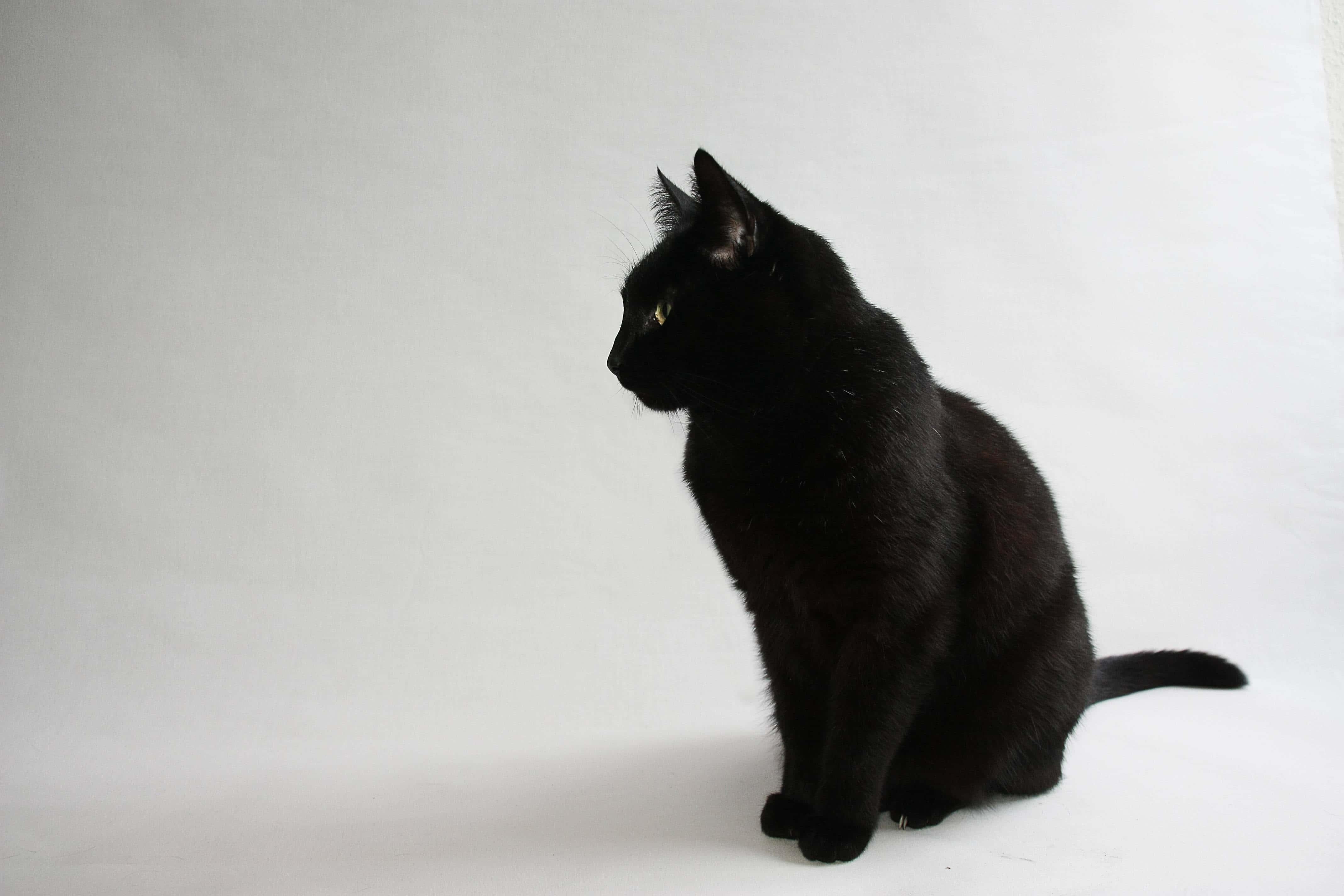 Sitting Black Cute Cat PFP — 4272x2848 wallpaper