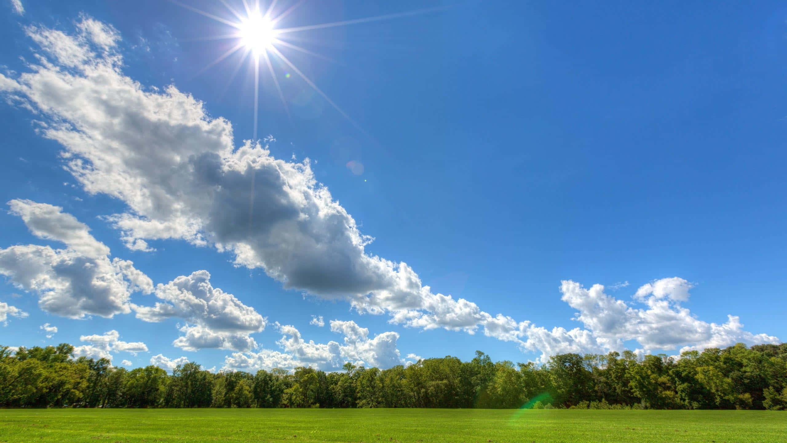 Sky Background Green Trees — 2560x1440 wallpaper